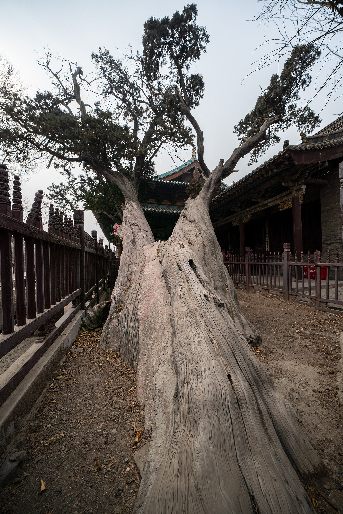 宋代木构古建 晋祠 千年古木