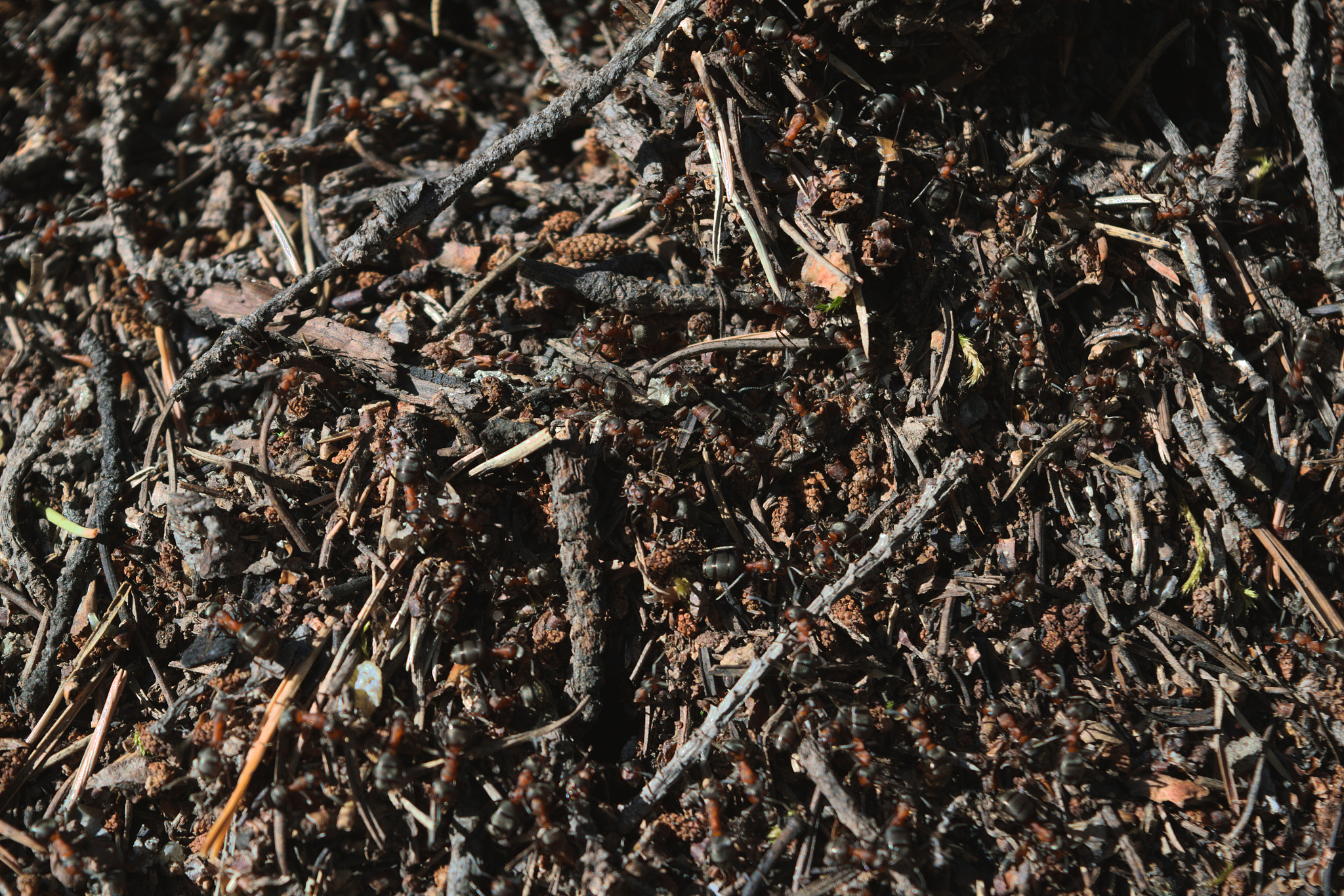 蚂蚁森林红点获取技巧：快速获得红点奖励及拓展方法