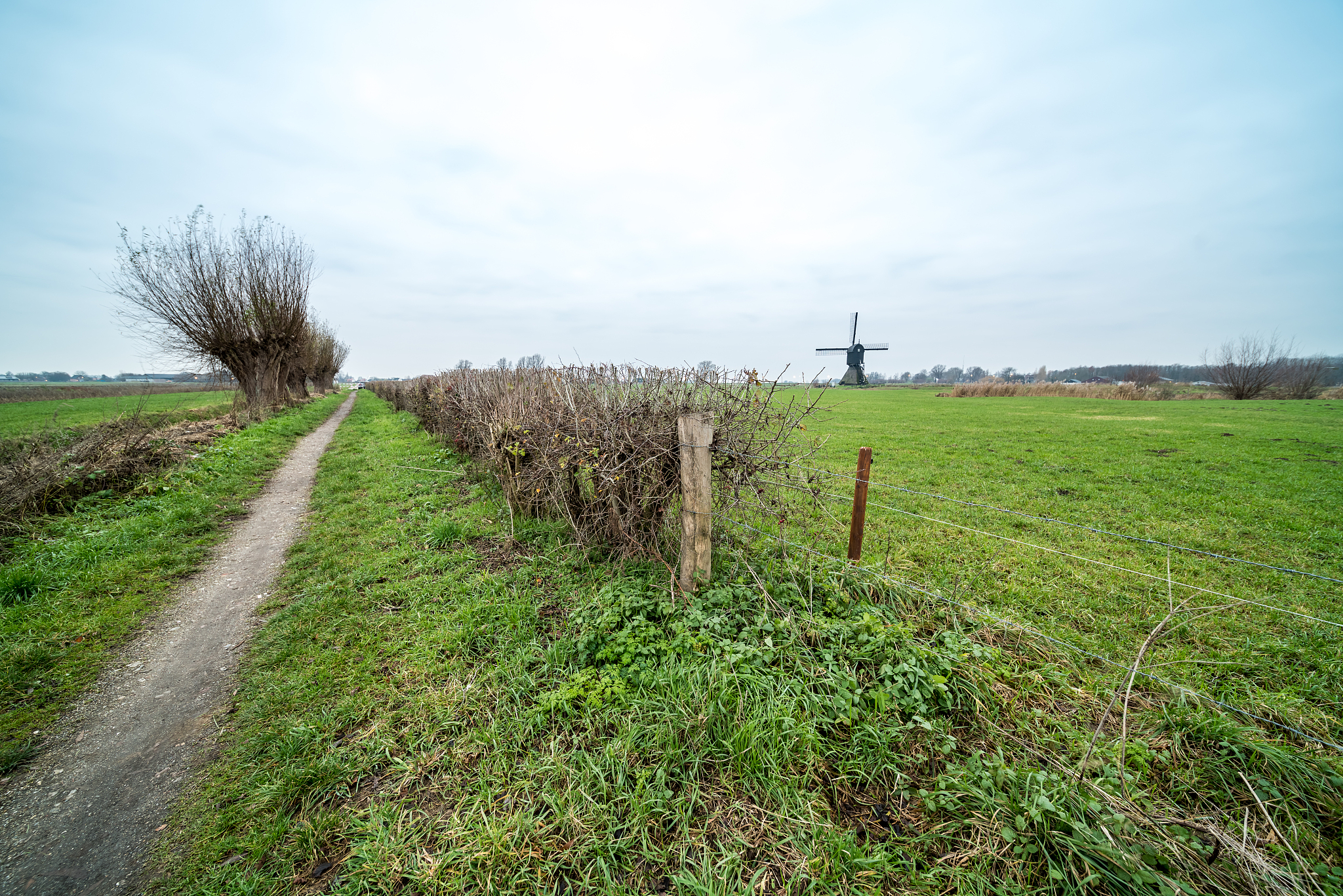 along the pollard willows whit zandwijkse widmill in uppel