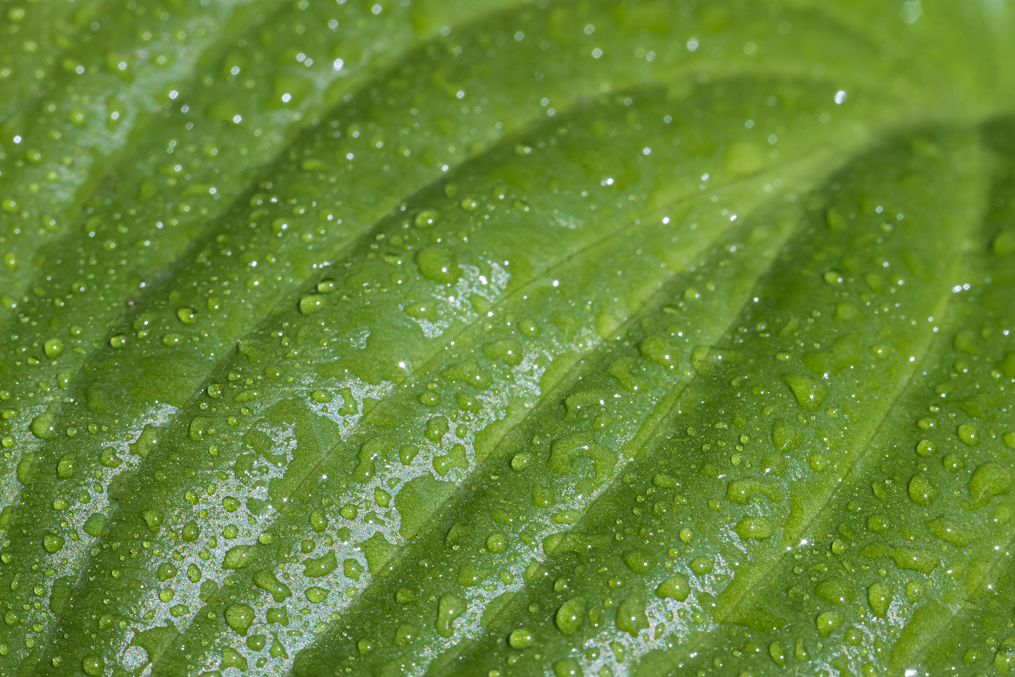 石河子大学园艺专业就业前景及方向|发展怎么样？