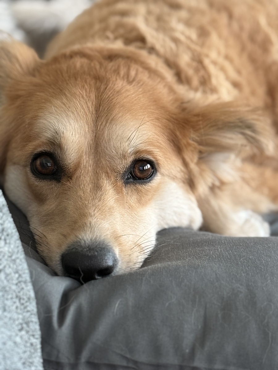 狗狗睡着了打嗝？宠物专家解答疑惑！