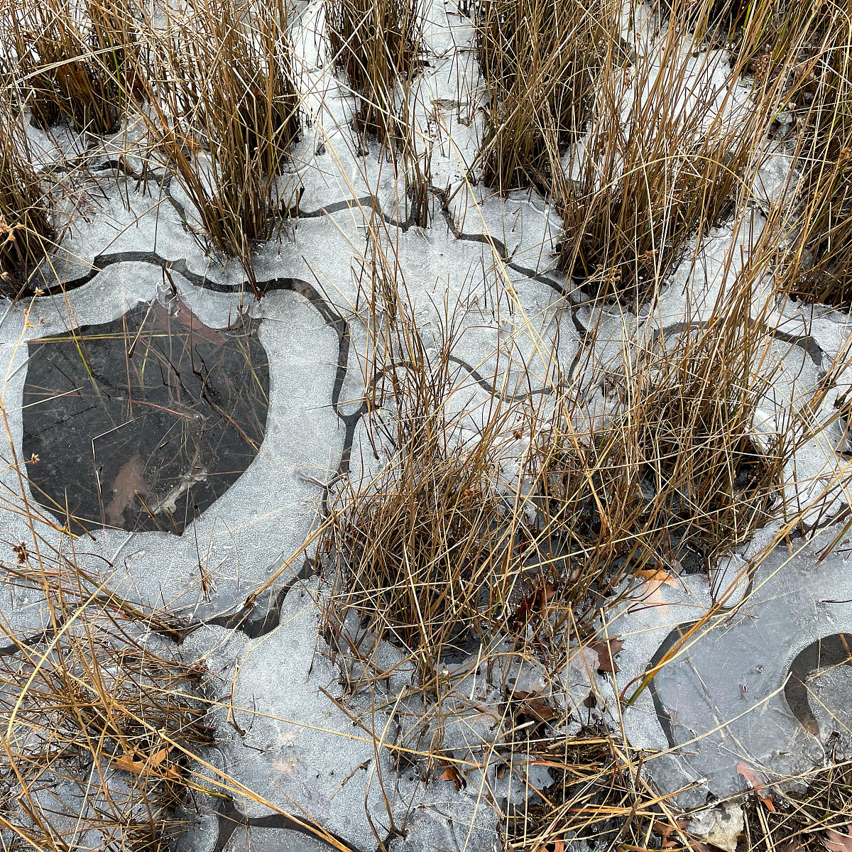 寻找完美昵称：给你的冰山女神老婆起个好名字