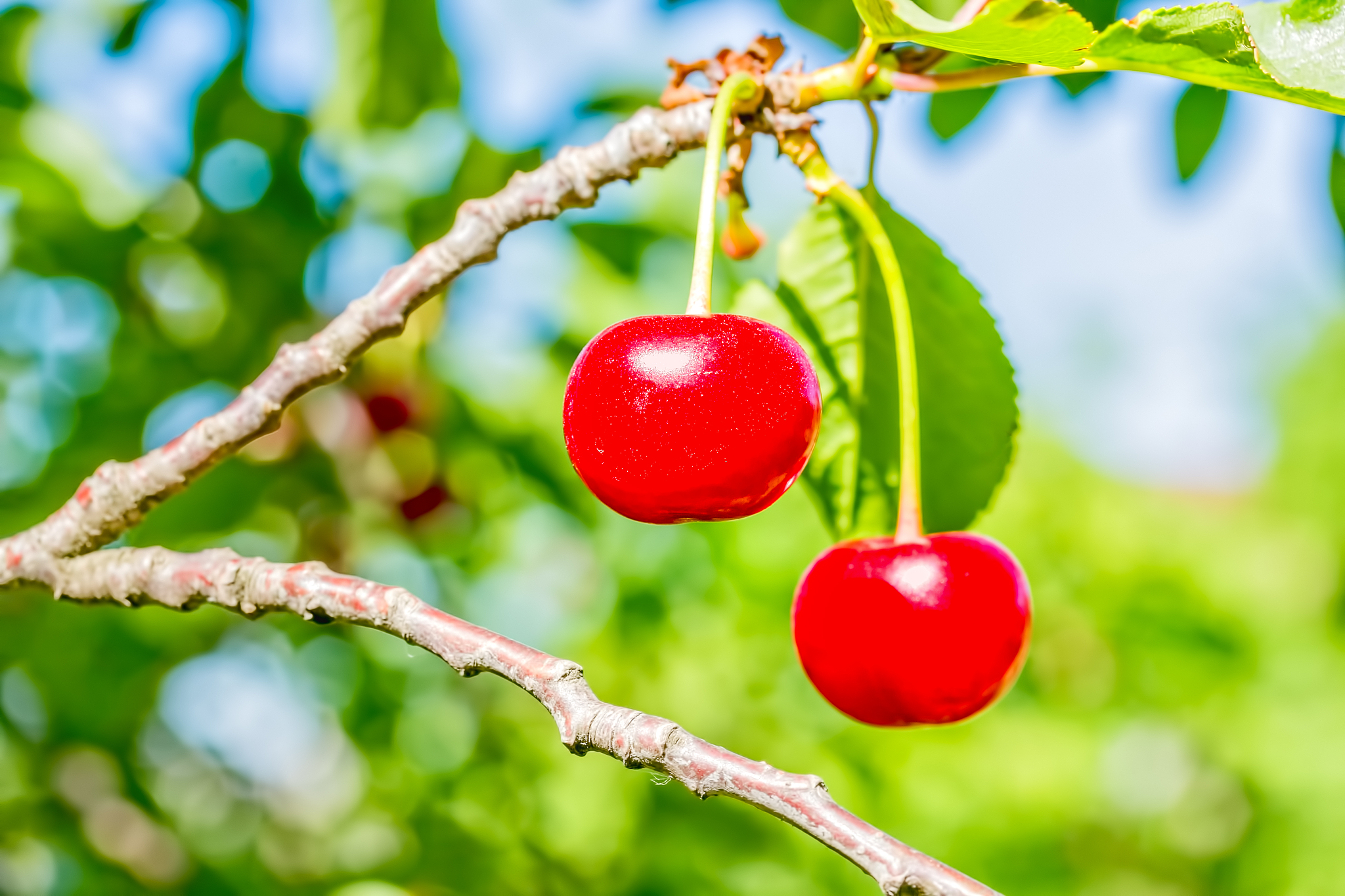 two red cherries on a branch with leaves, macro