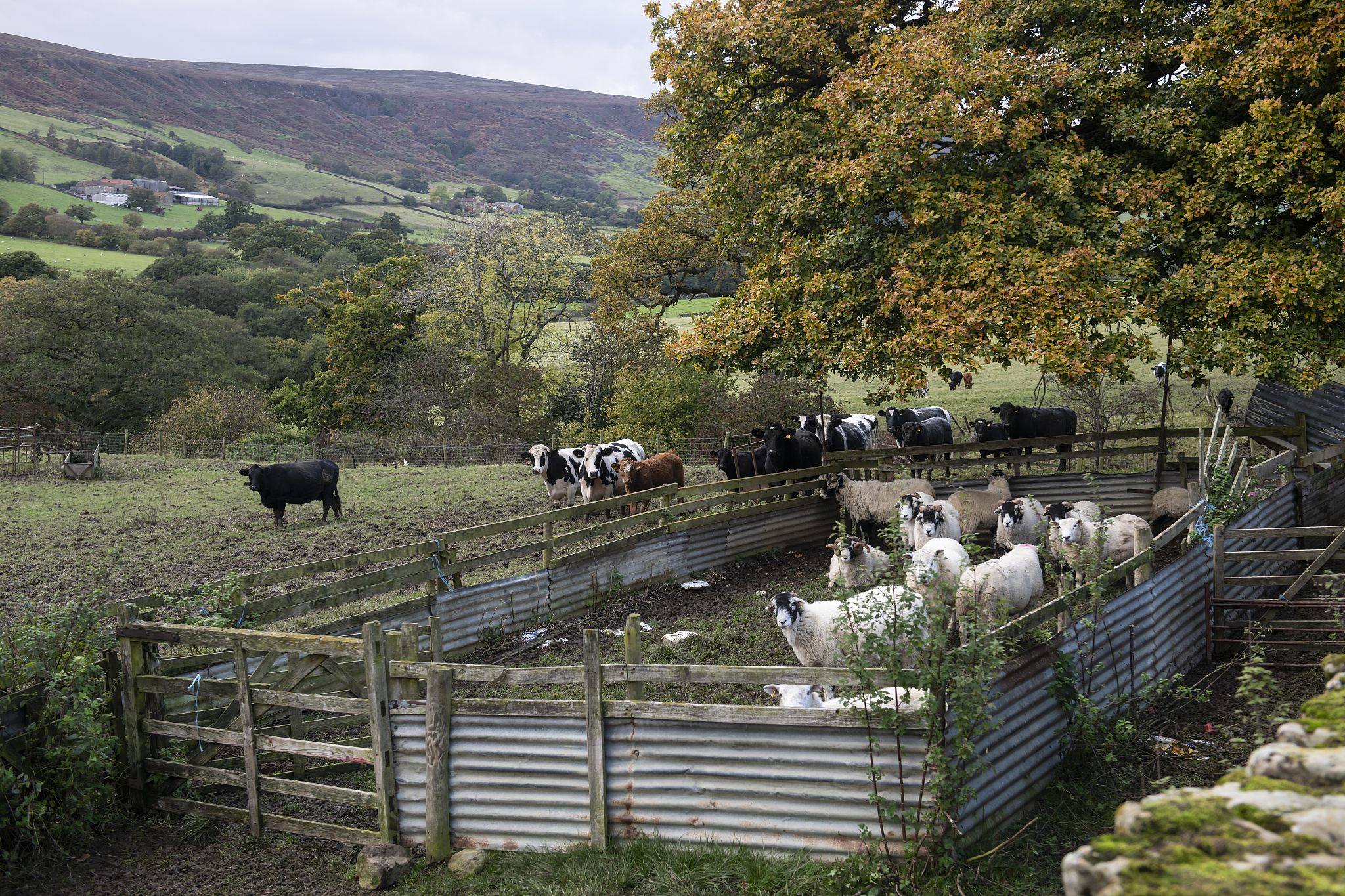 Intensive Farming: Friend or Foe to Biodiversity?
