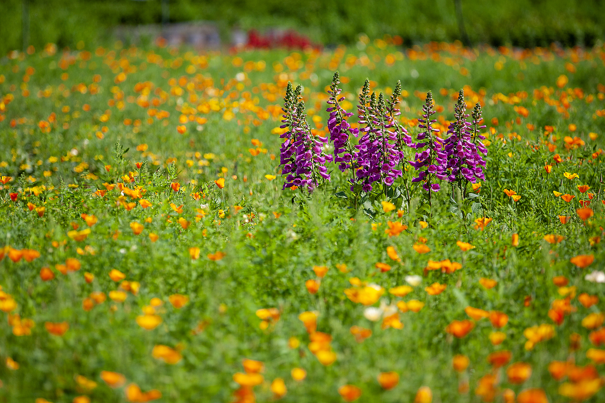半开半收的花朵摄影，展现自然的美丽与生命的力量