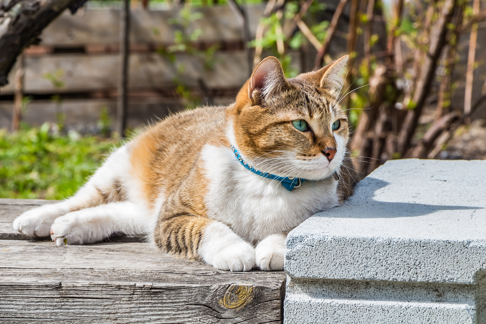 a young tabby cat with blue eyes and brown velvet wet nose lies