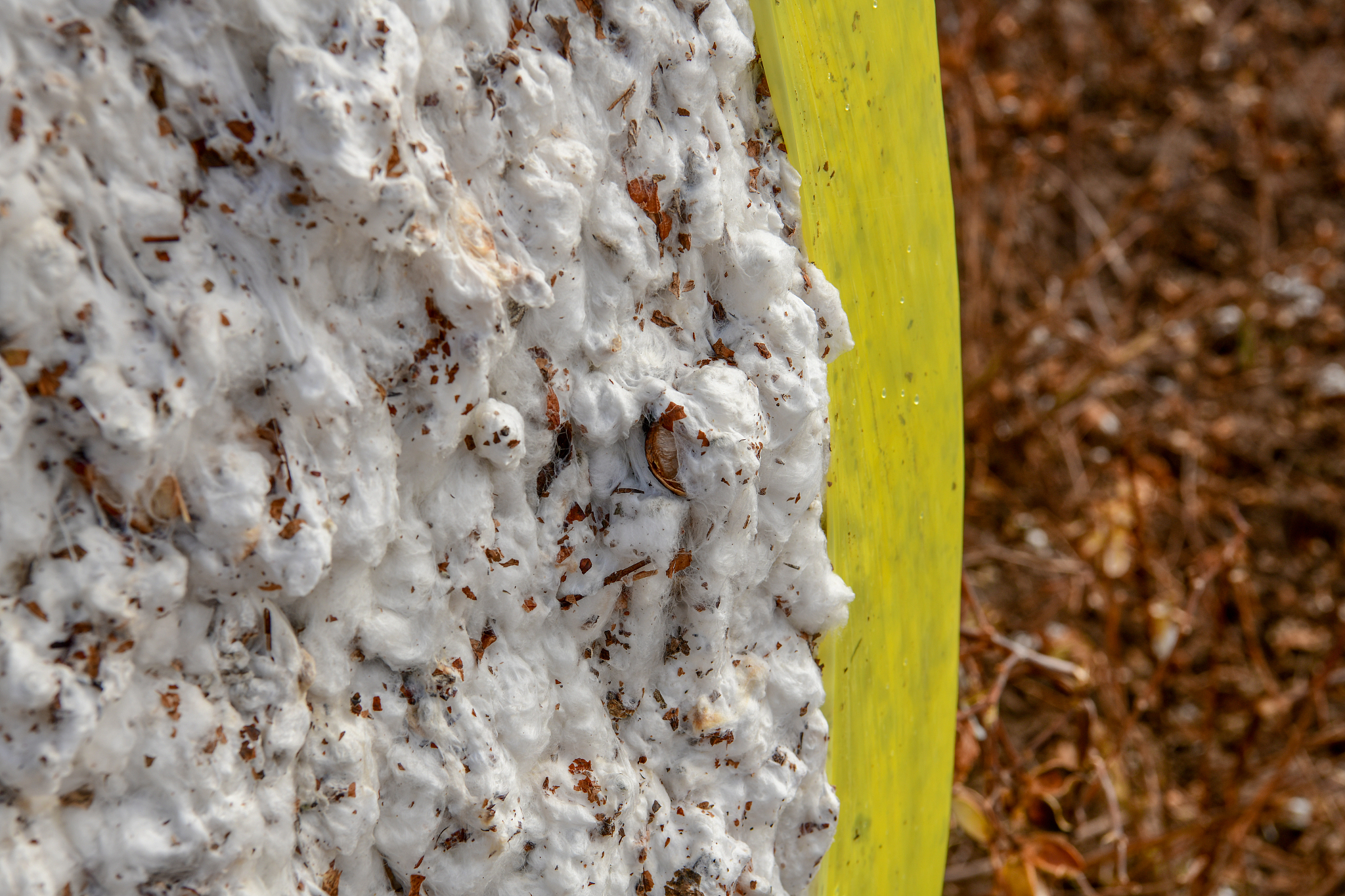 cotton bale