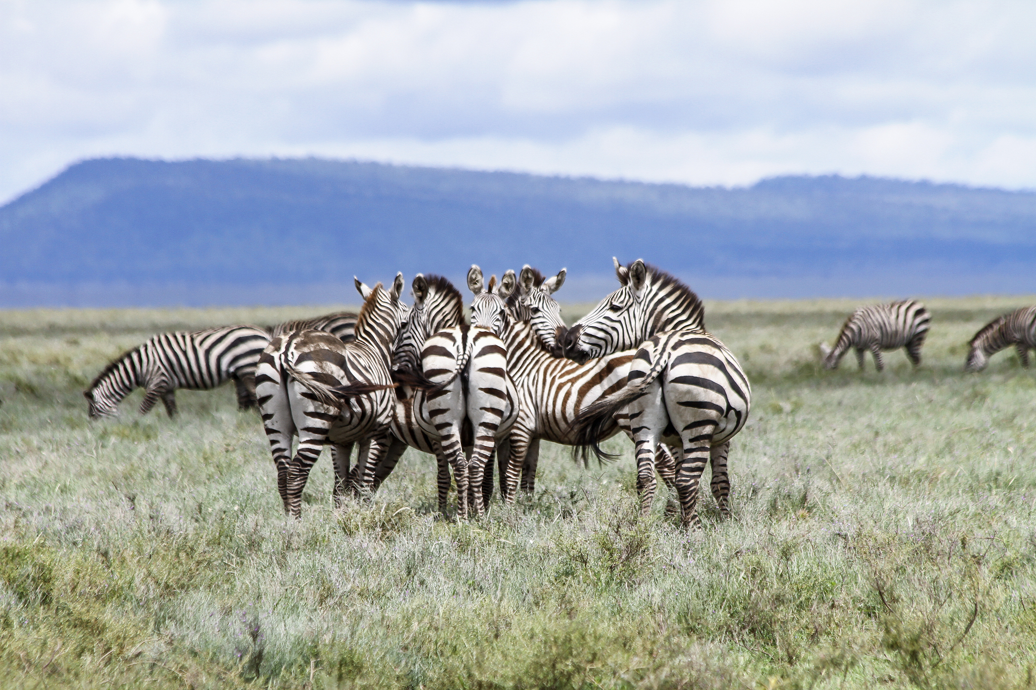 herd of zebras cuddling