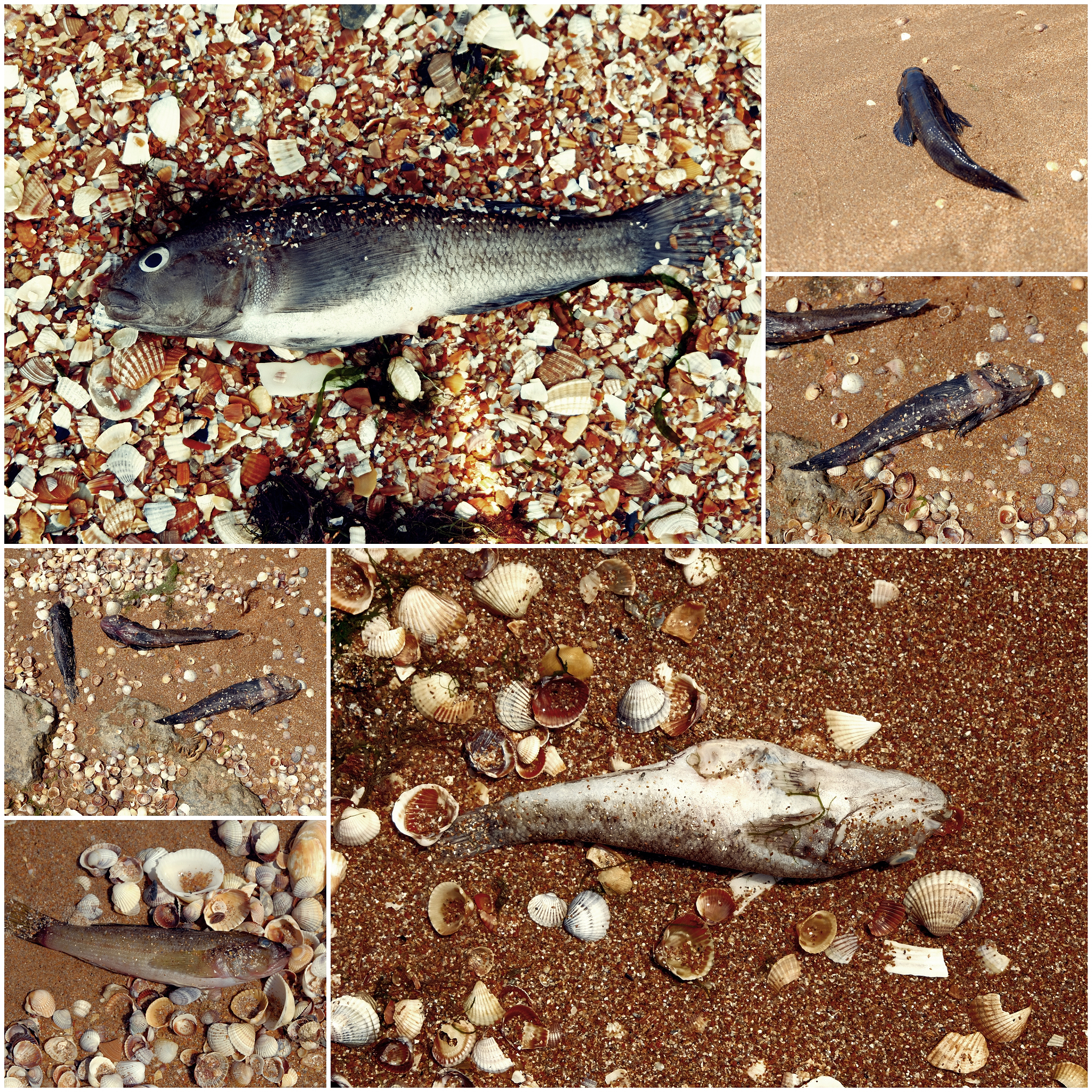 鲑鱼洄游：生长、繁殖、遗传等方面解析