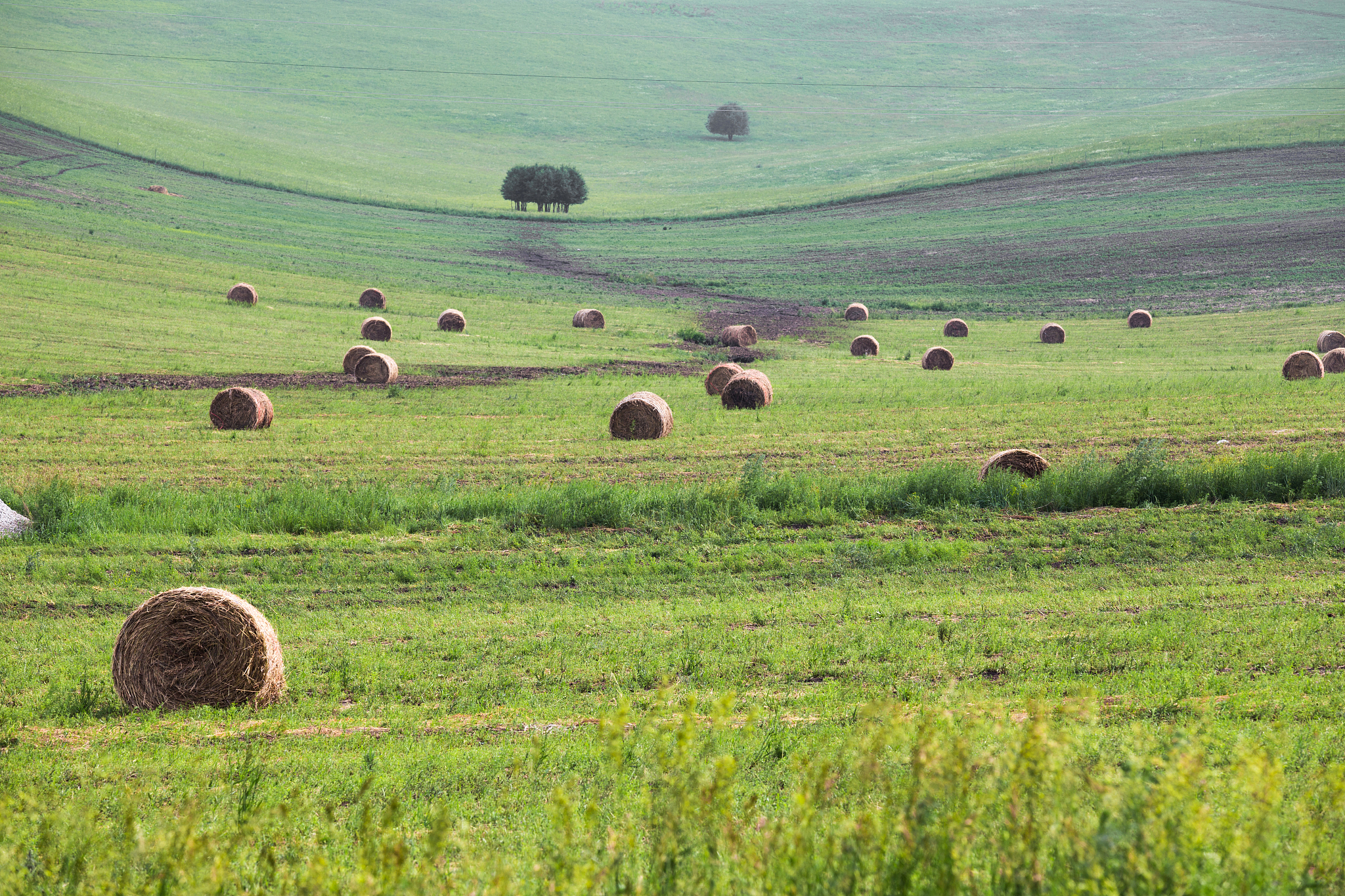 草原补播：经济效益显著，助力草原生态与发展