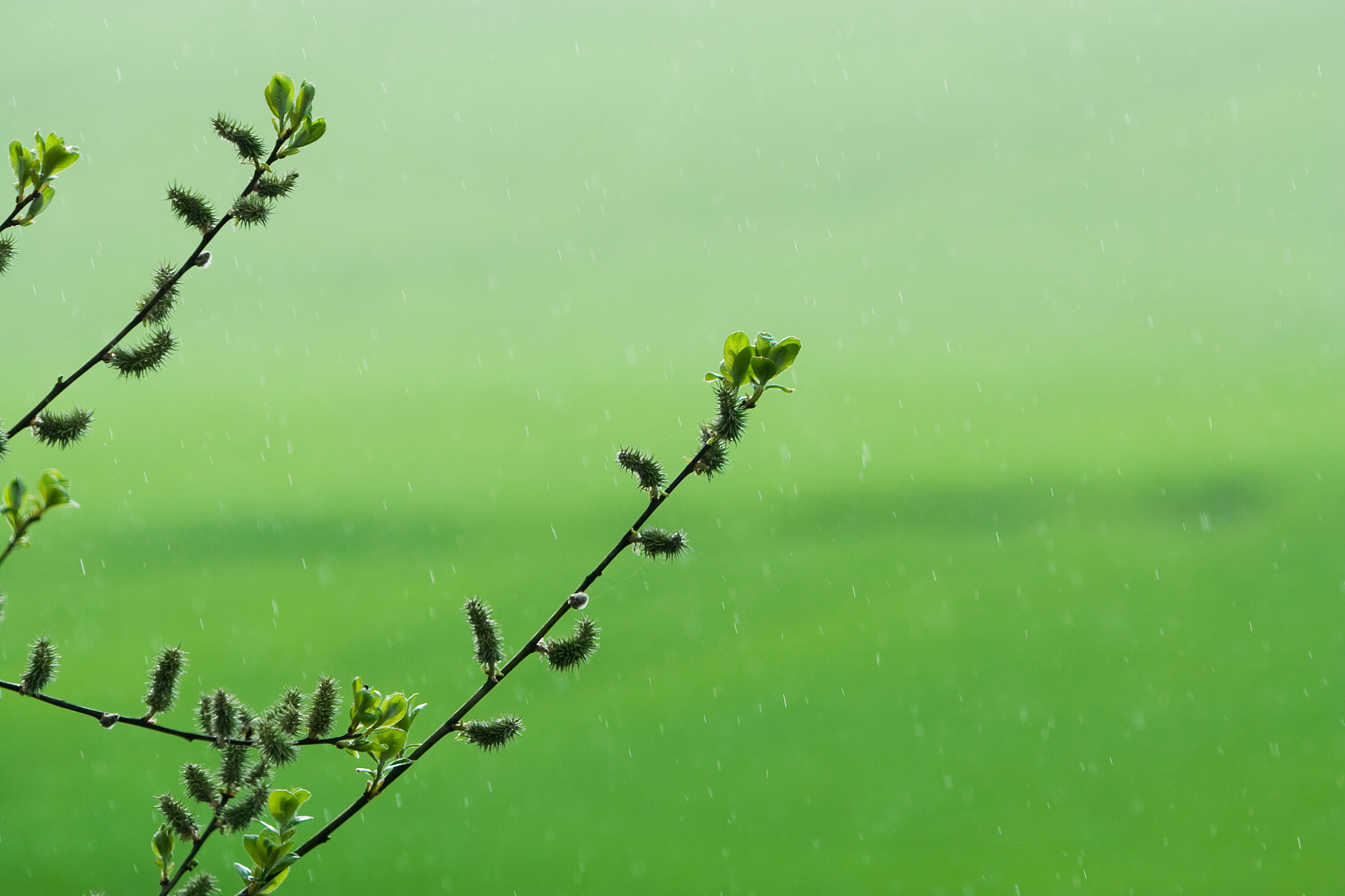 几场春雨过后是那篇课文