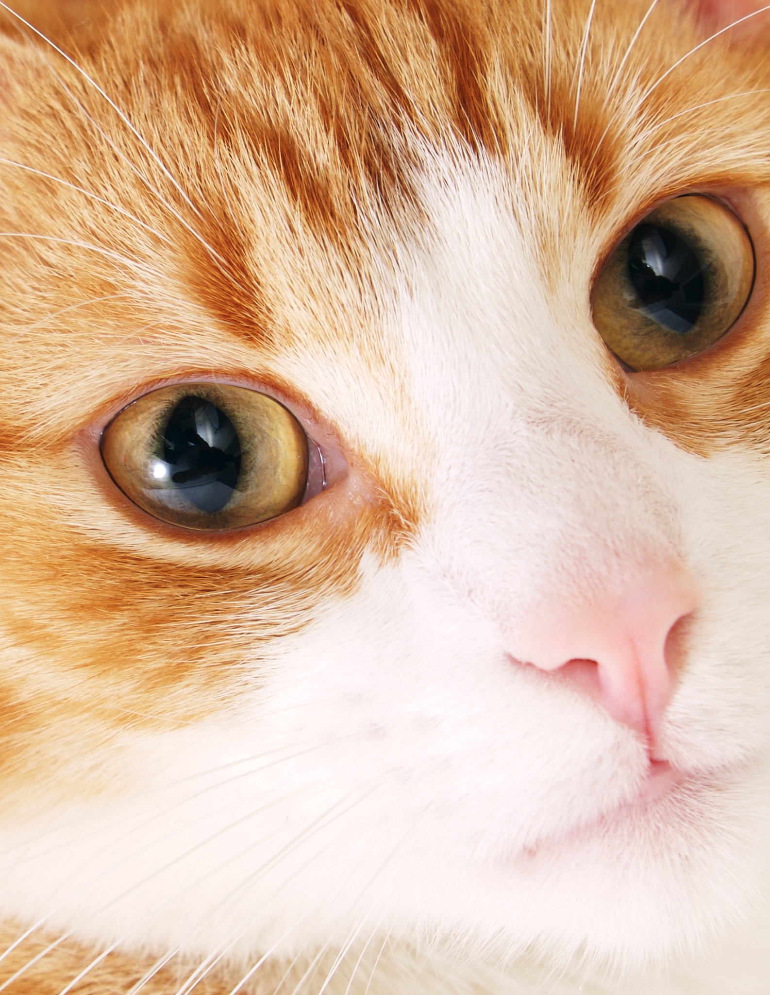 特写,<strong>猫</strong>,垂直画幅,橙色,无人,猫科动物,影棚拍摄,哺乳纲,白色,宠物