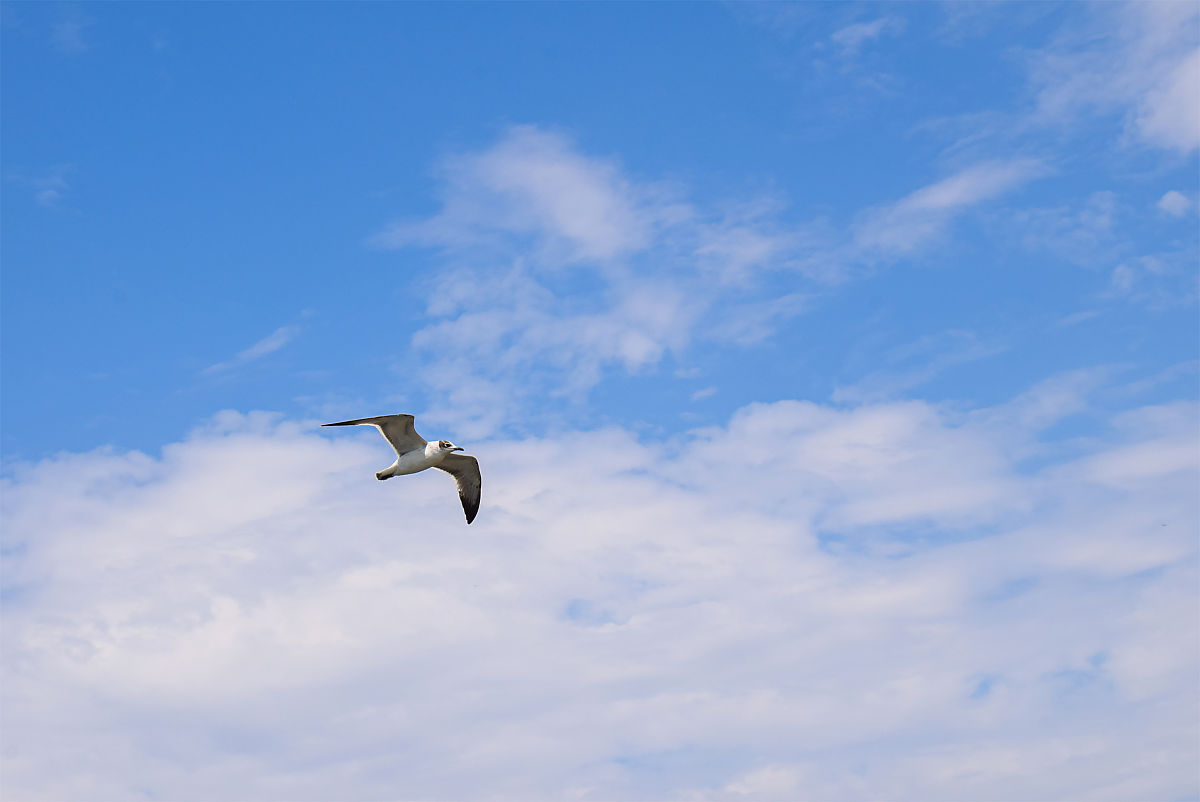云端飞翔：体验自由与壮丽