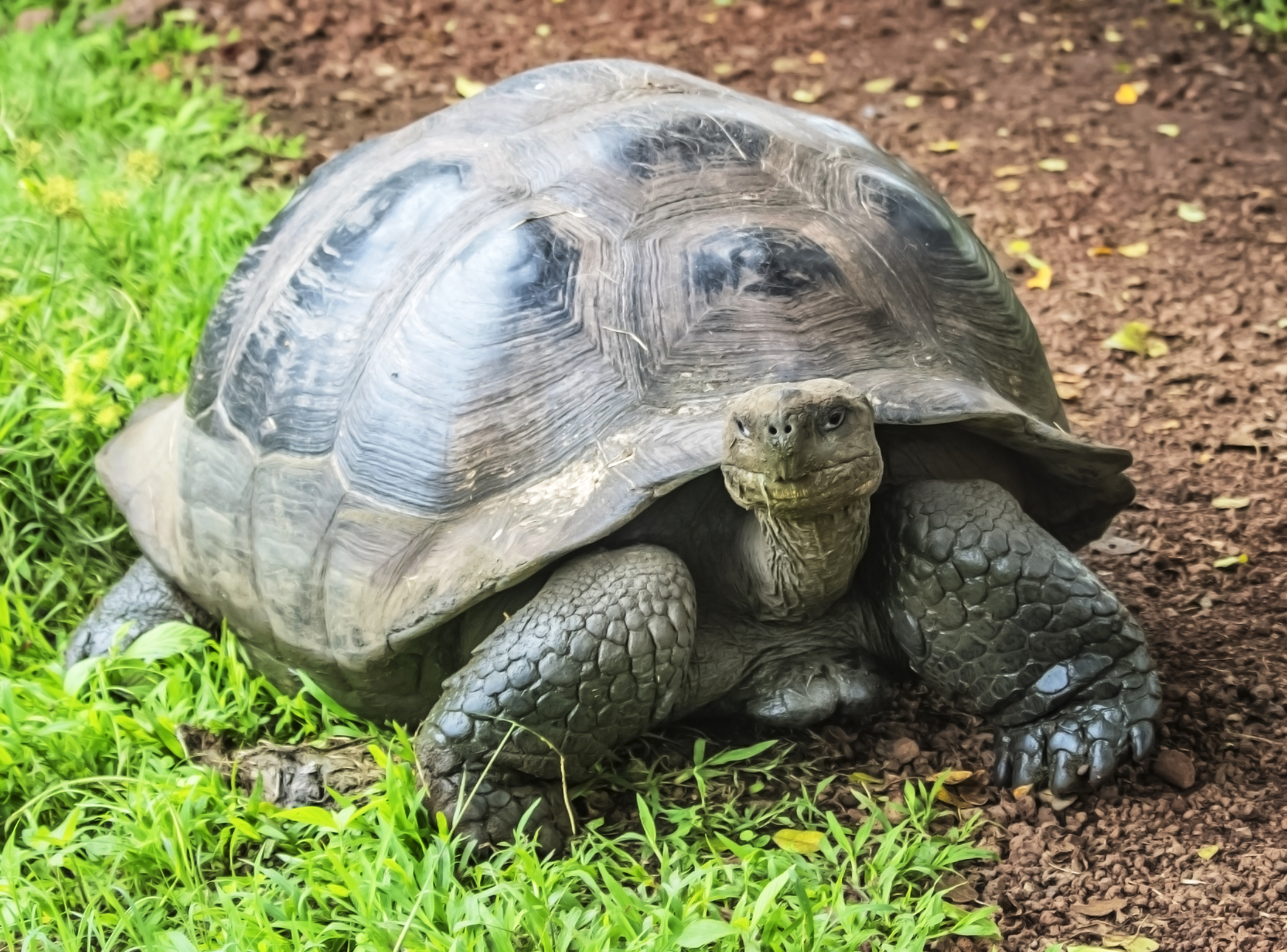 galapagos tortoise,