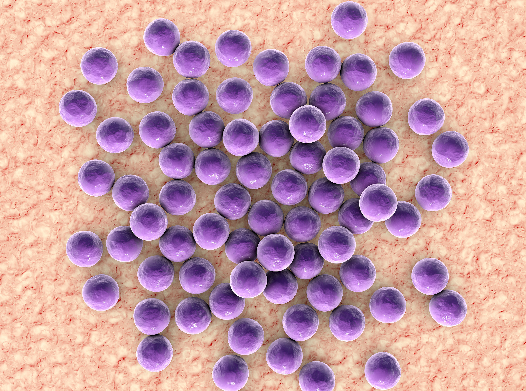 从免疫的角度探究灵菌红素对感染了金黄色葡萄球菌的小鼠的肠道的治疗作用，要求分析具体的数据，如生物学的细胞名称等