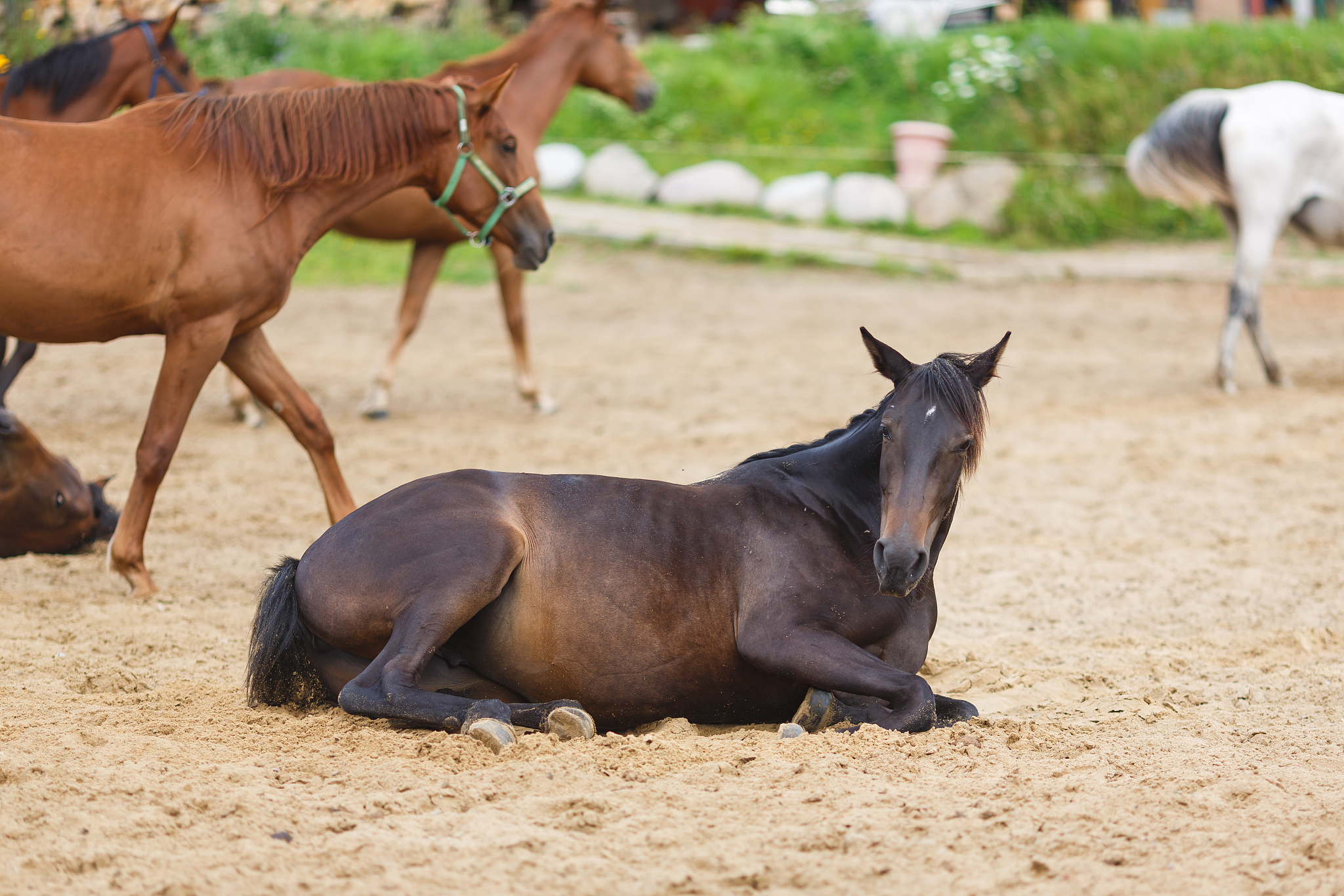 horse lying in the sand