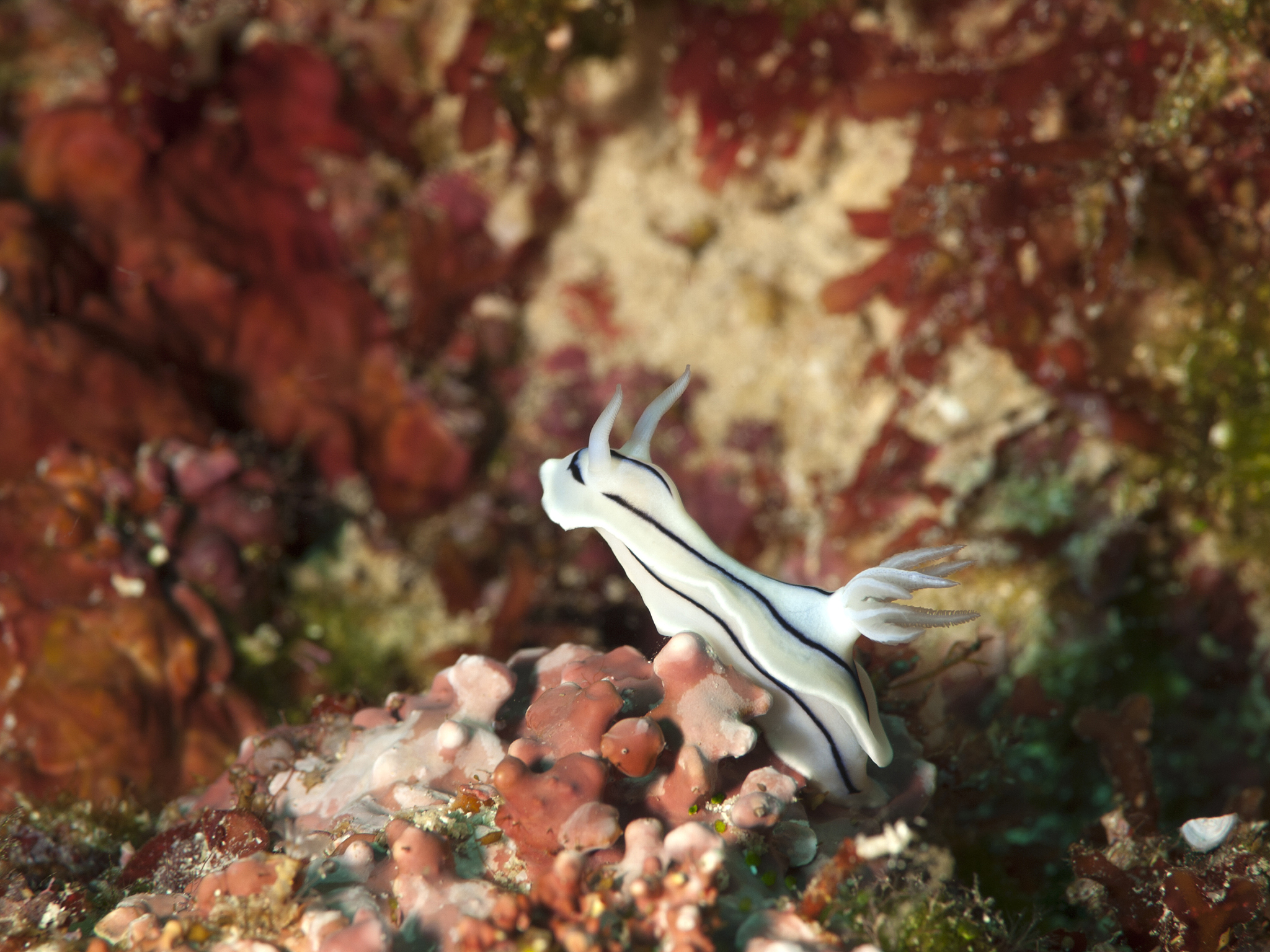 HI能组成哪些单词？完整列表