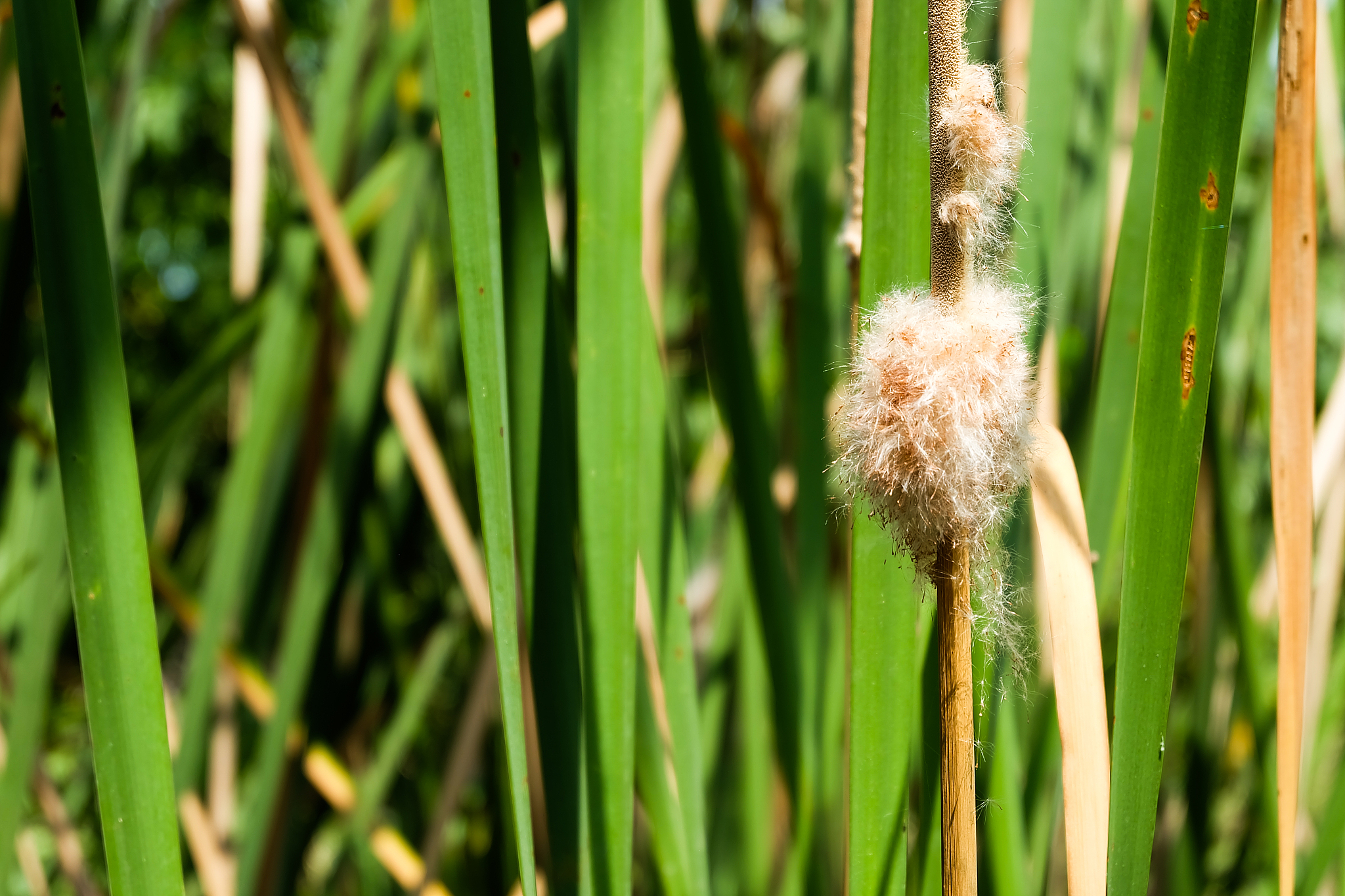 nature grass green leaves