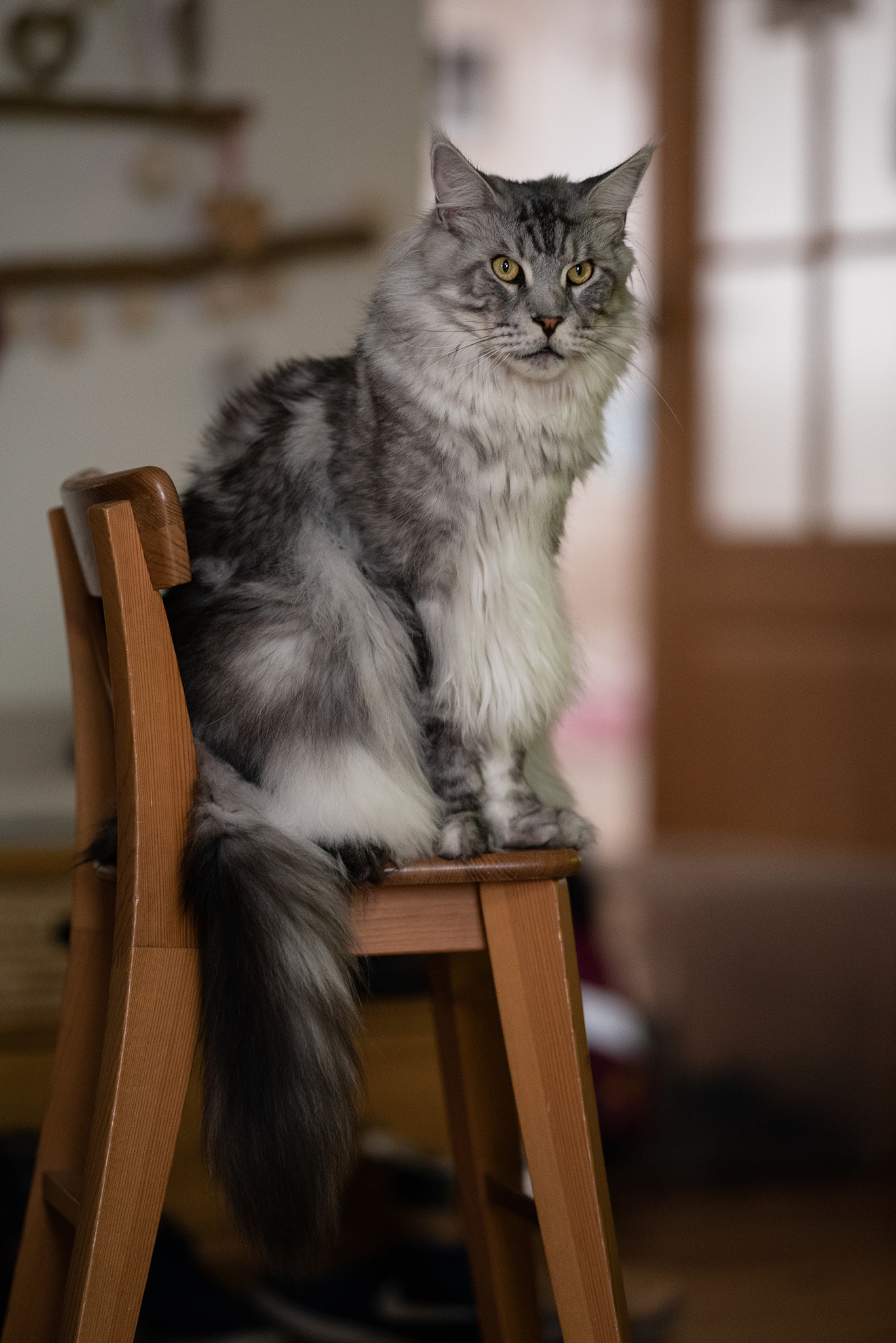 请帮我给我的缅因猫取个名字