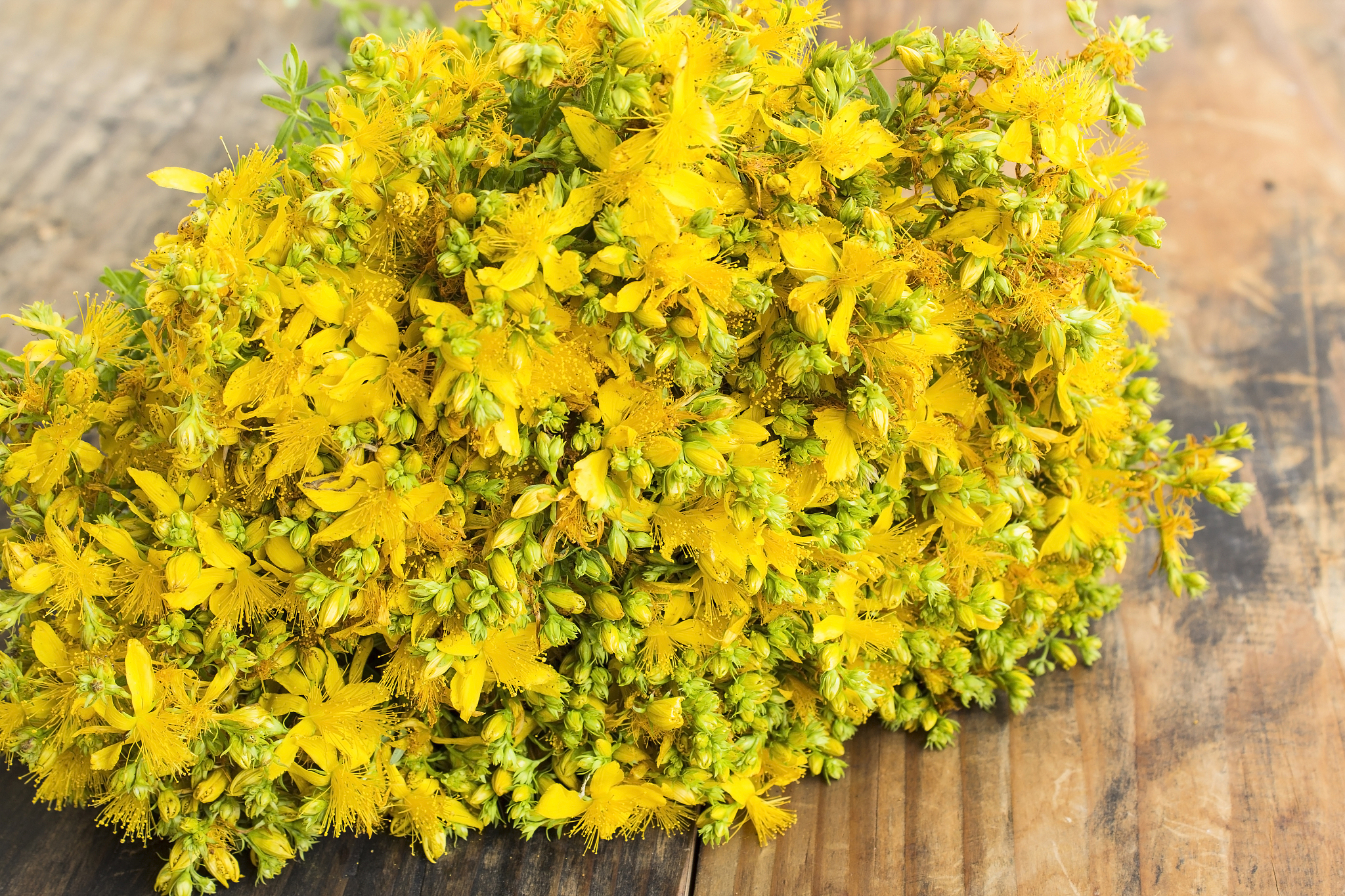 st. john's wort flowers
