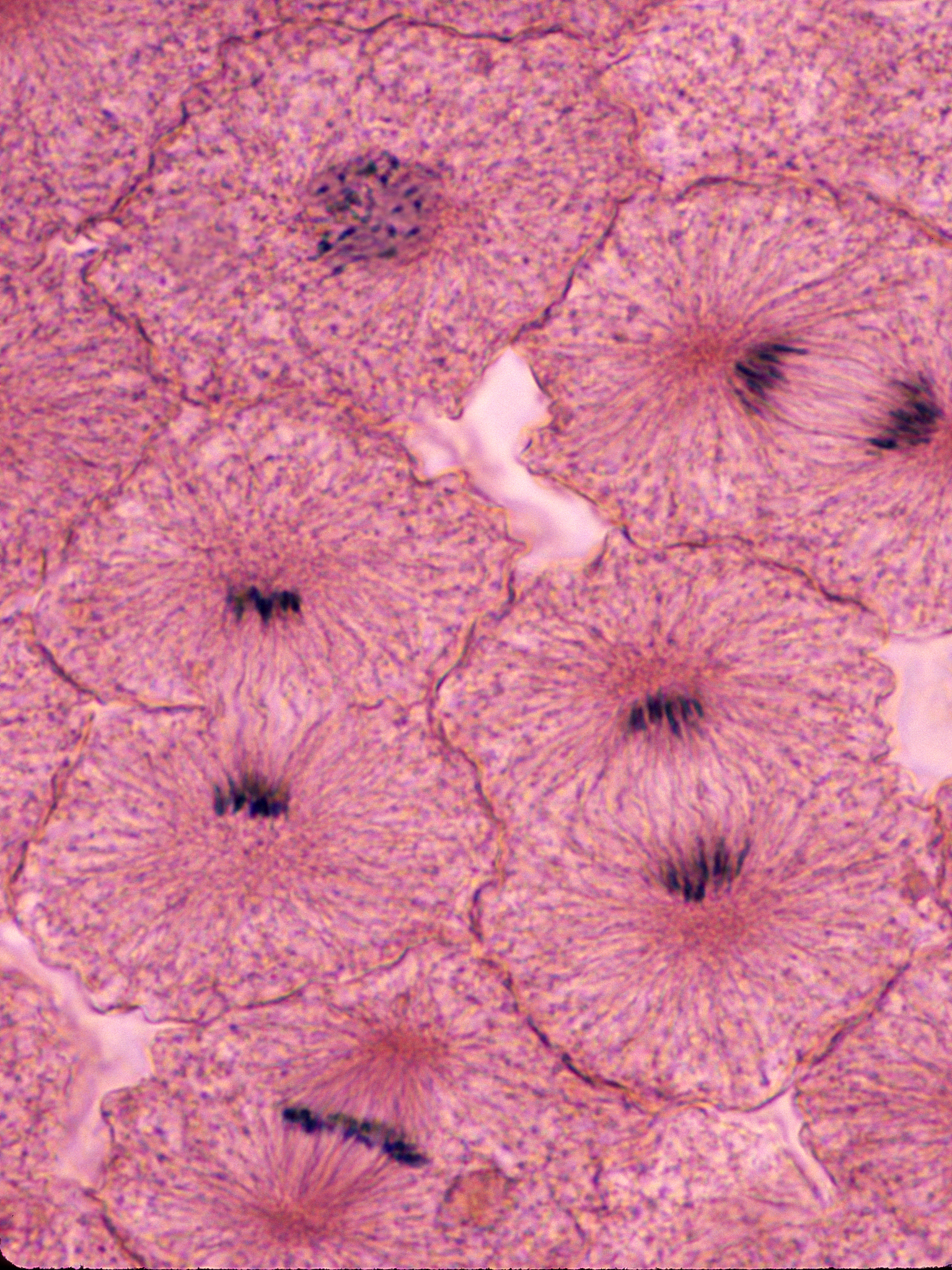 细胞有丝分裂几个步骤？详解四个阶段与意义