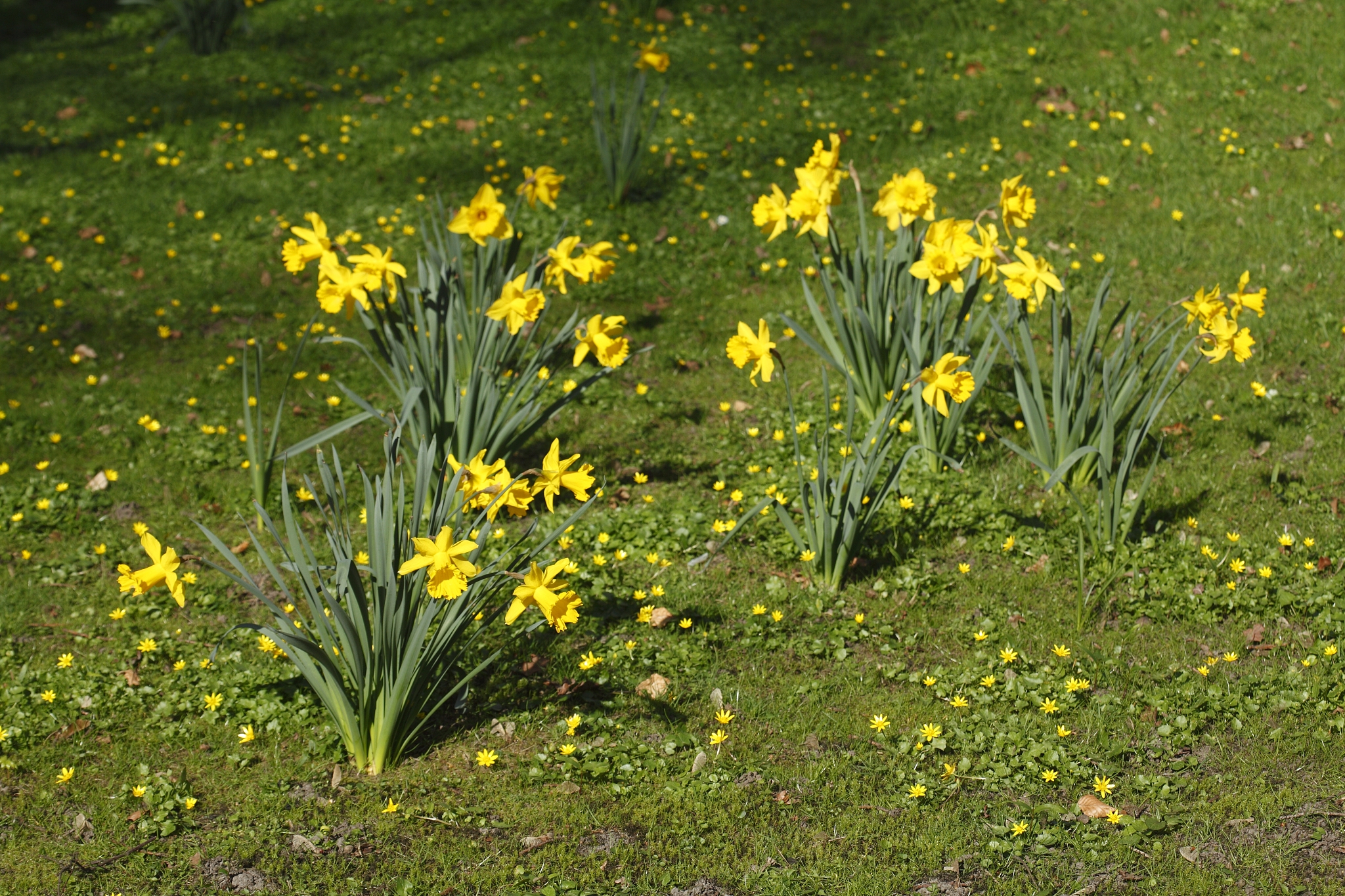 narzissenblüte  (narcissus pseudonarcissus)