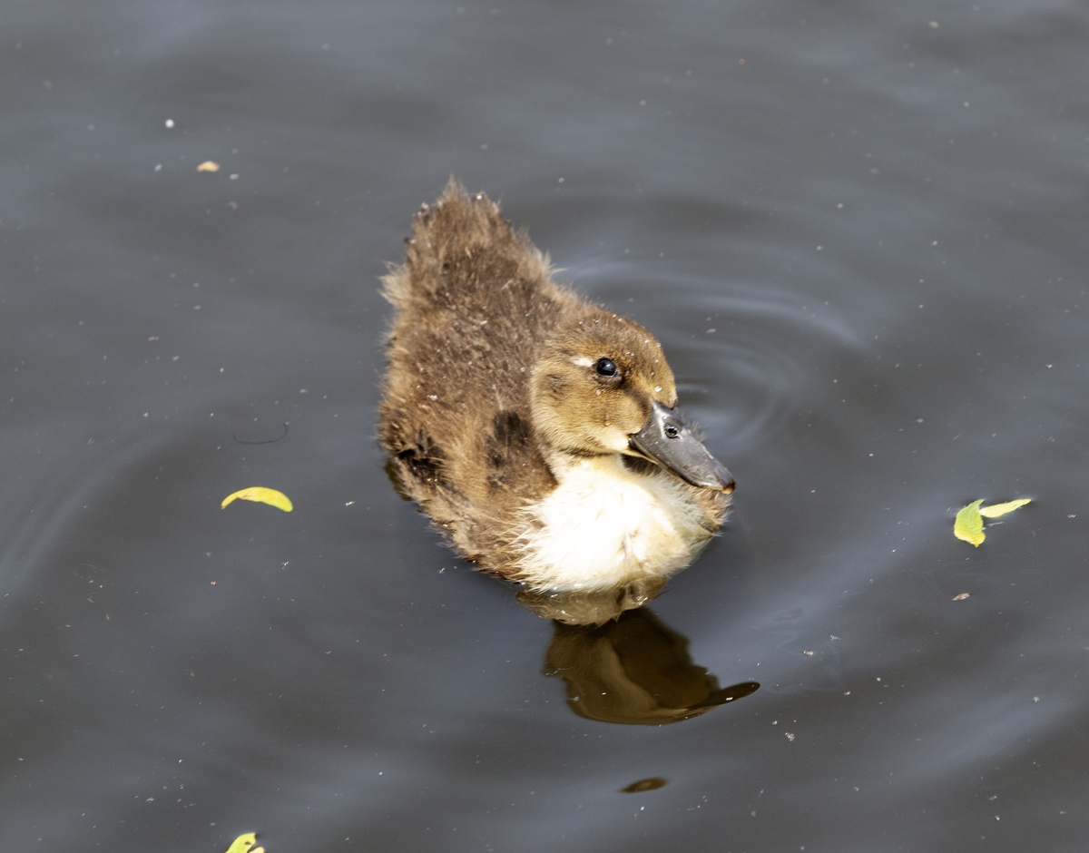 不对我的问题是给小鸭子取名