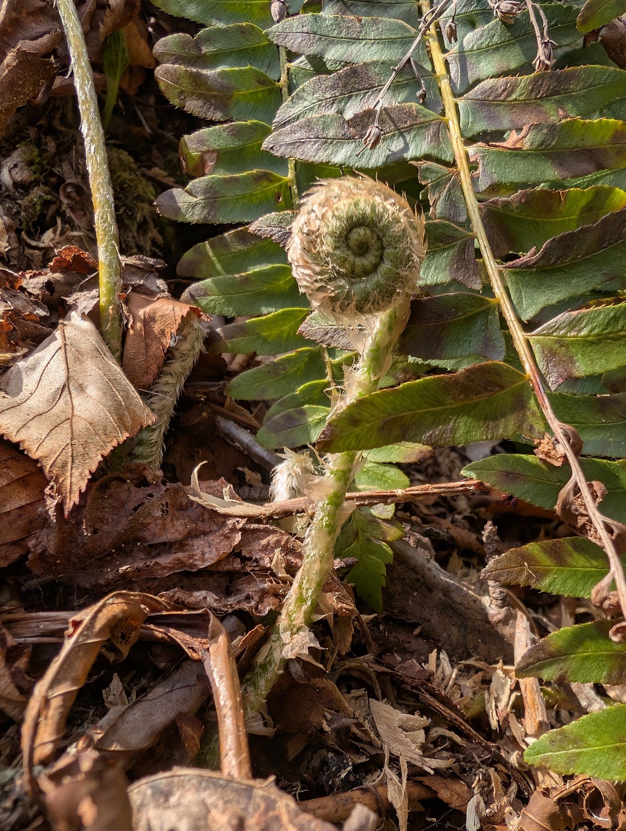 随着乡村振新的开展发展中药材种植产业成为提高贵州山区经济水平的重要途径。然而根腐病一直困扰山豆根种植产业的进一步壮大和发展。因此本研究主要针对贵州山豆根根腐病的主要致病菌株尖孢镰刀菌利用回流提取法获得刺梨、博落回和半夏根茎叶的水提液检测三种药用植物的水提液对贵州山豆根的根腐病致病菌株尖孢镰刀菌抑菌效果。研究结果可为贵州山豆根根腐病植物源农药的开发提供一定的理论依据。请帮我修改完善一下上面这段话用于