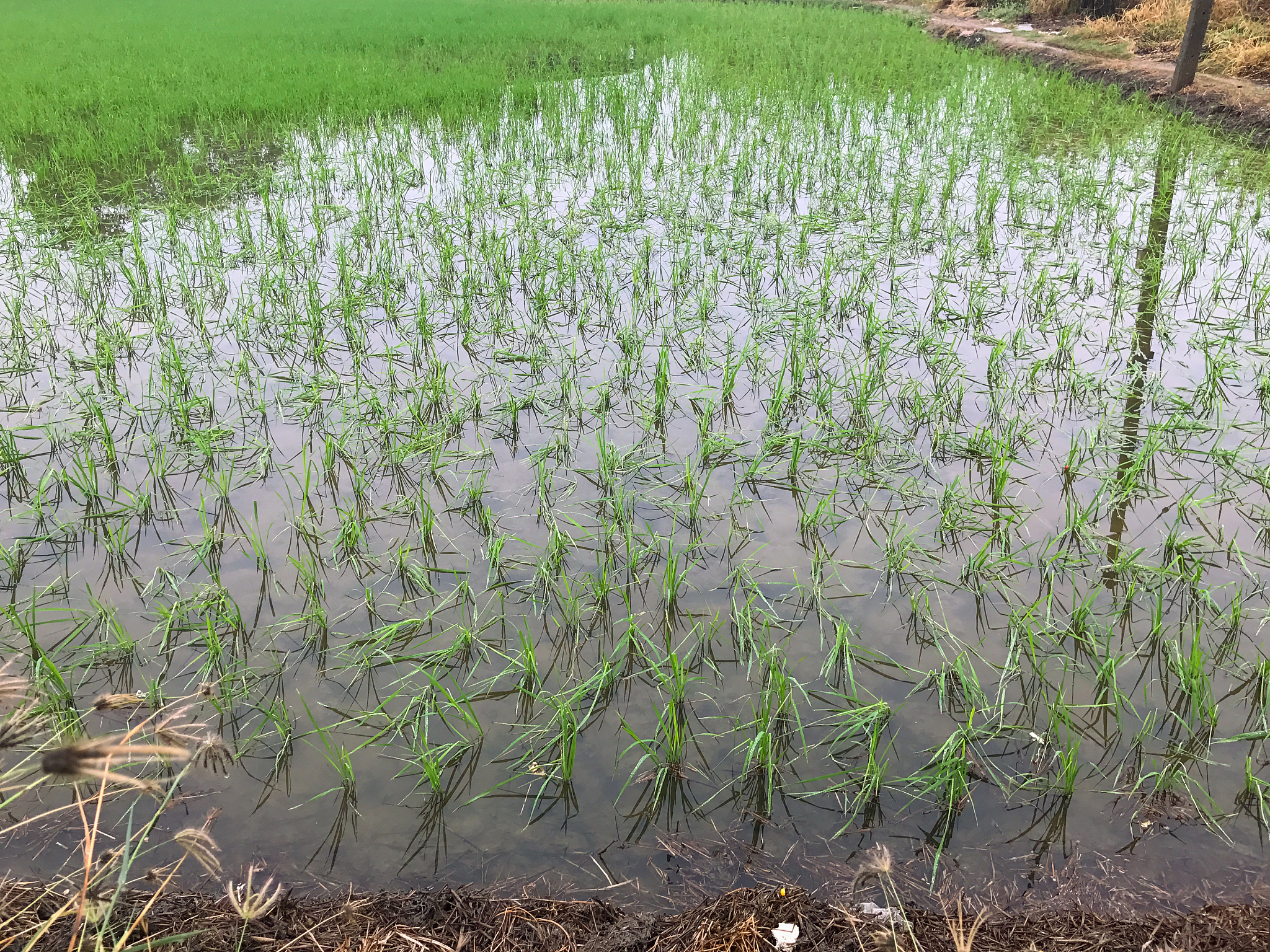 水稻根系和根际微生物：抵御重金属污染的关键力量