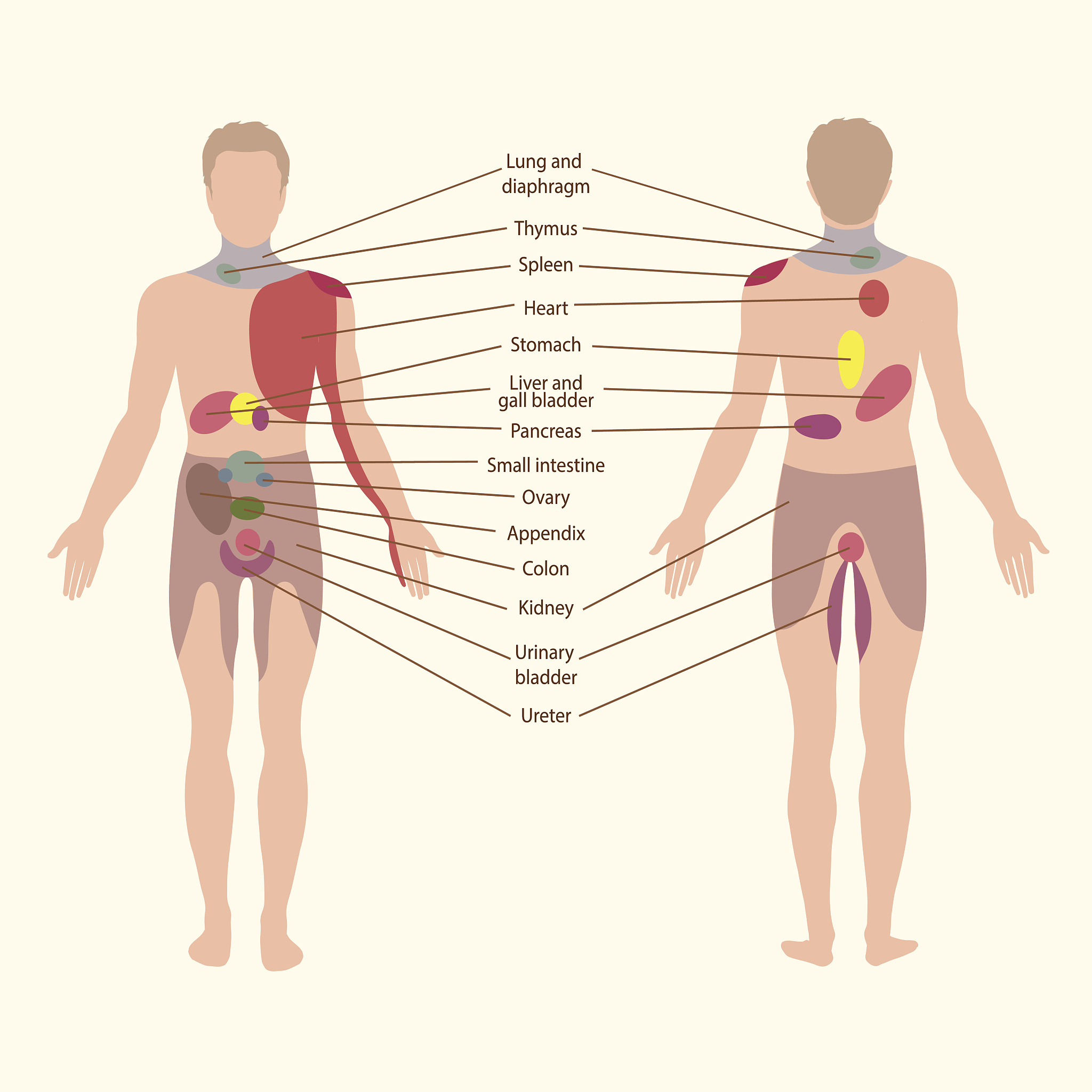 八大腺体：作用与功效，维护人体健康的关键