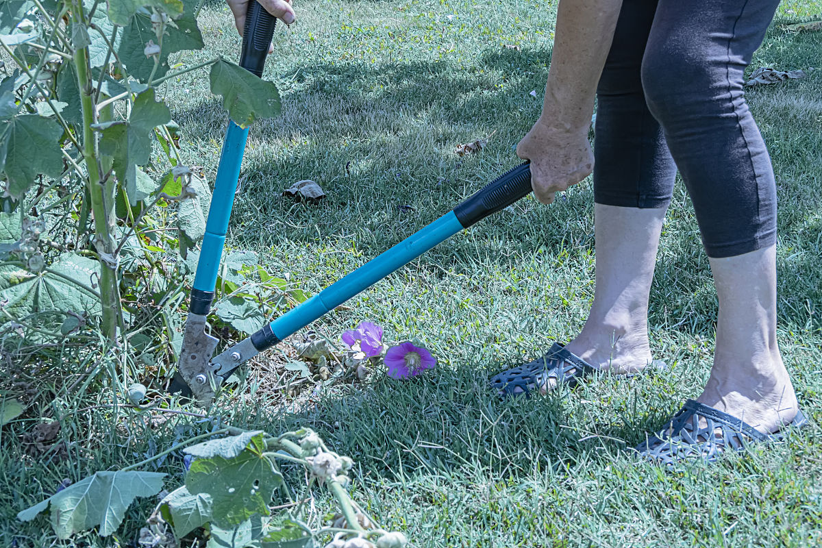 草坪翻新项目进展：Top Changer 效果显著，距离取芯和深井仅一周！
