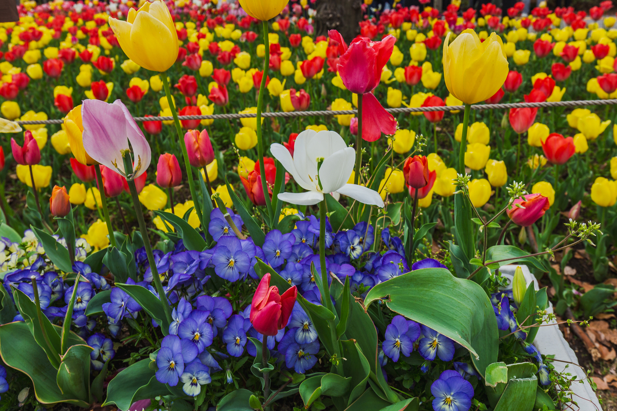 形容春天到处都是花香