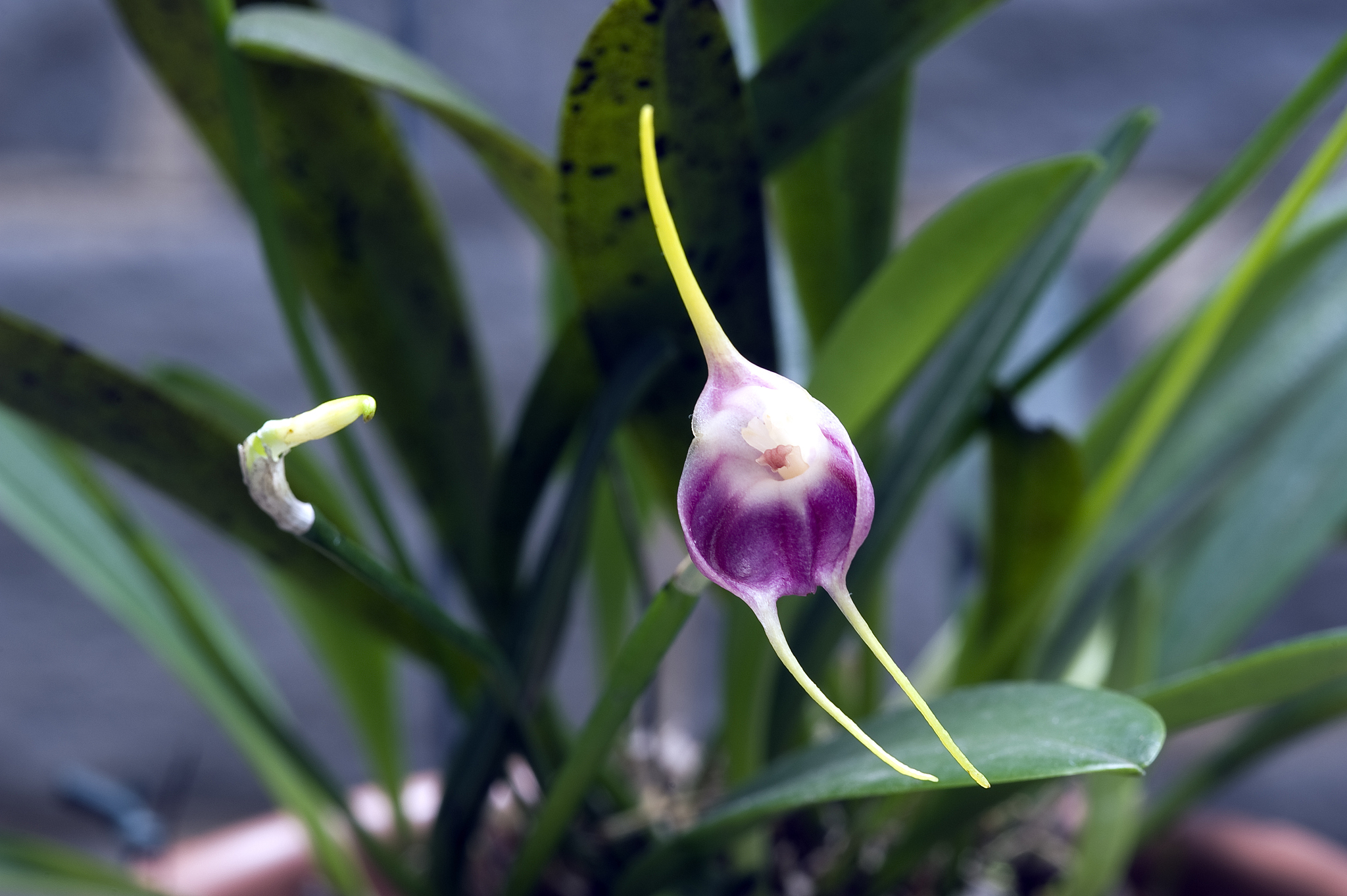 orchid masdevallia infracta, orchidaceae native to brazil