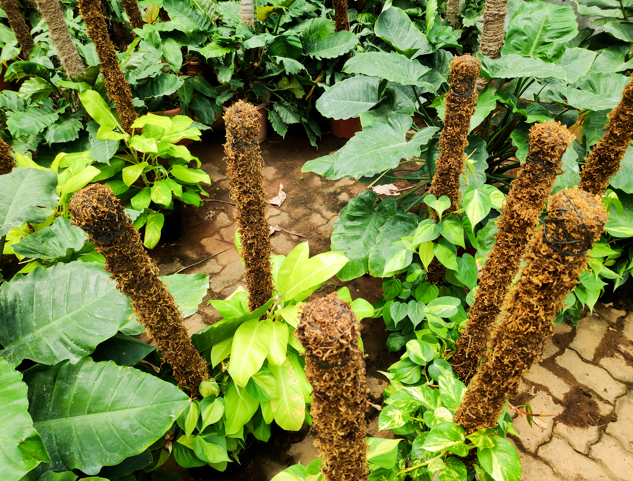 plants for sale in a nursery