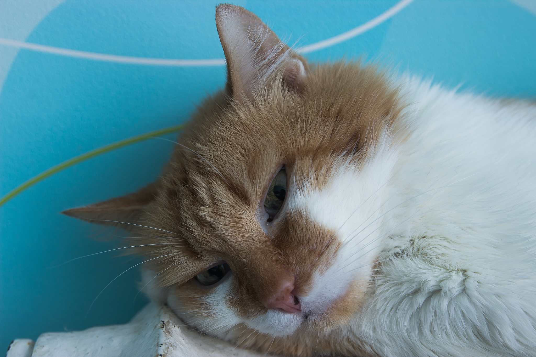beautiful cat lies on battery at room