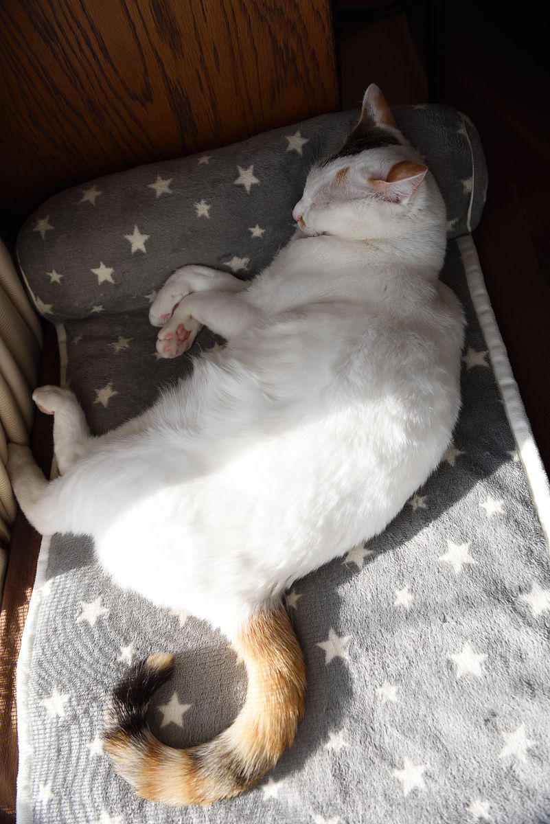 猫咪柔软身体的秘密：骨骼、肌肉结构大揭秘