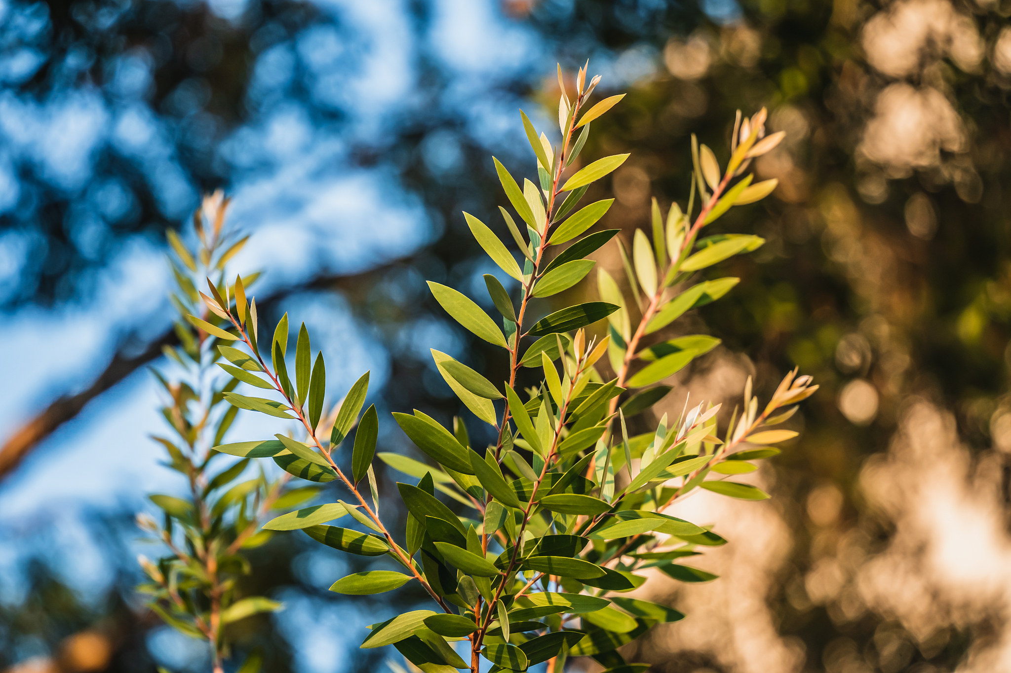 云南红豆杉气候分布：适宜生长条件详解