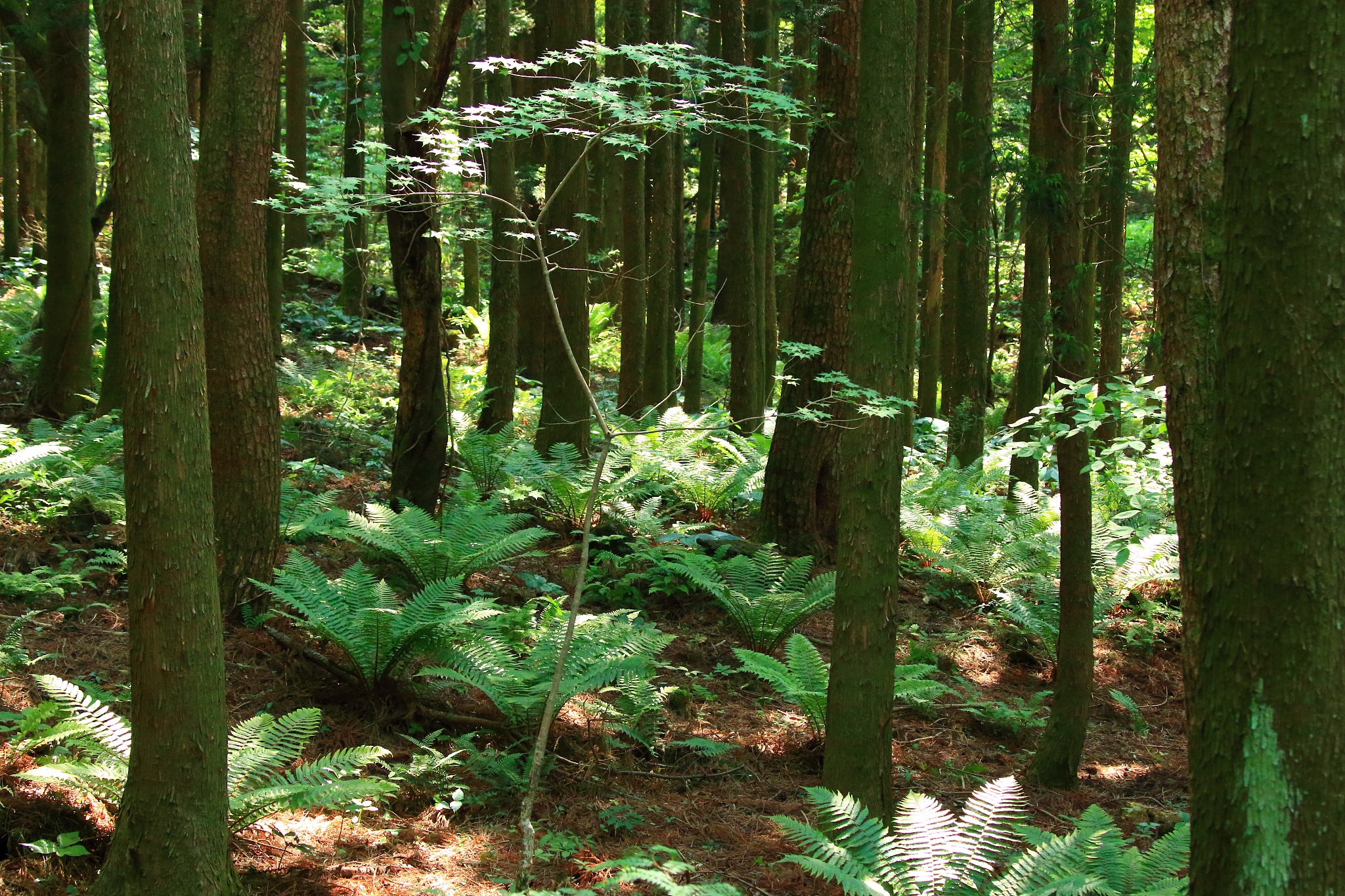 forest path, forest path, forest, forest, walking path,