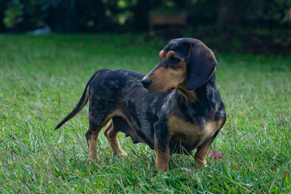 狗妈妈产后营养秘籍:让爱犬迅速恢复活力,迎接新生命的最佳食谱