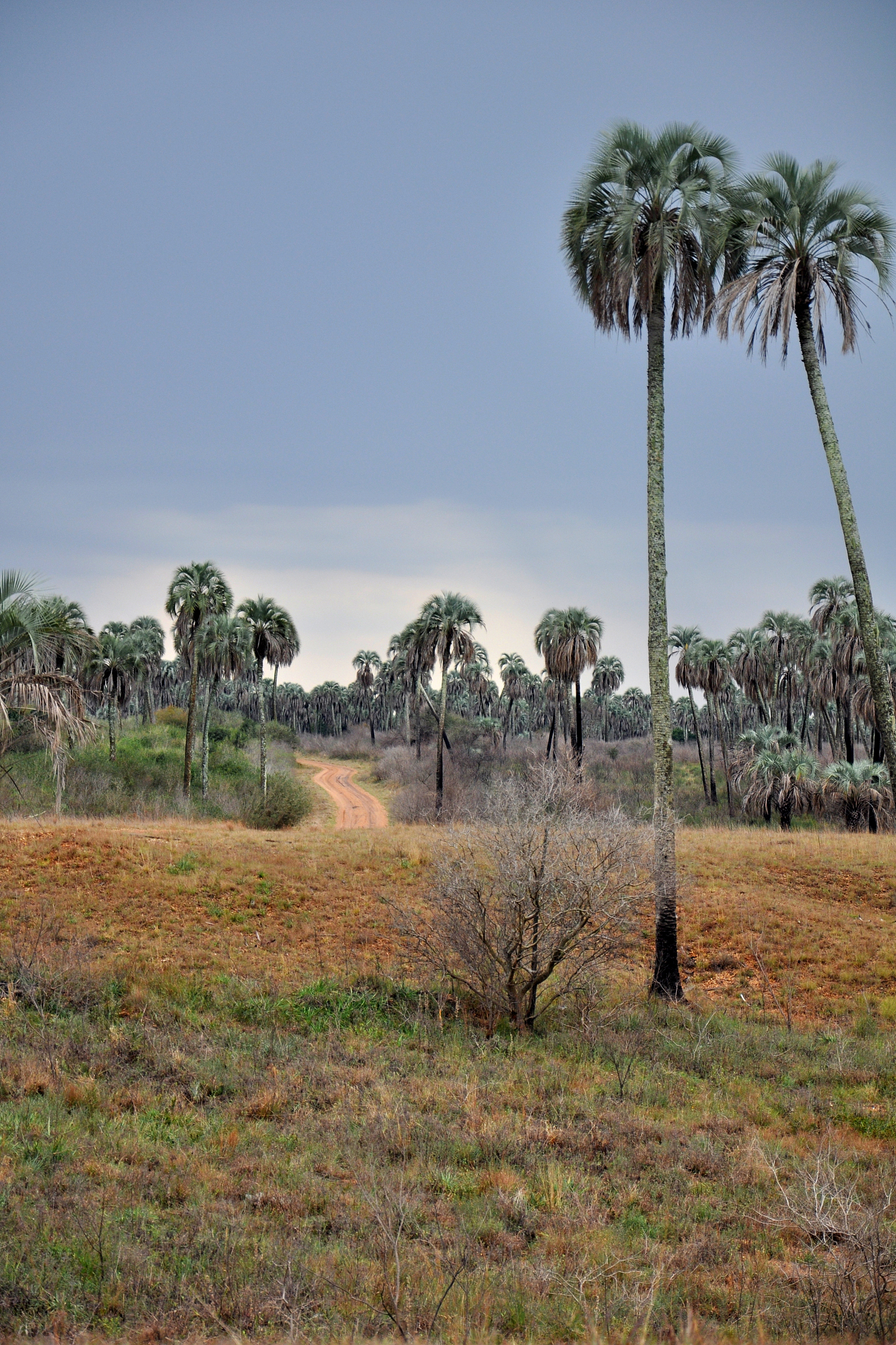 parque nacional el palmar