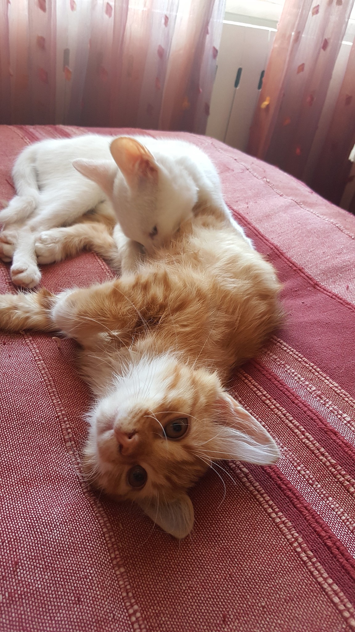 怀孕母猫的习性？