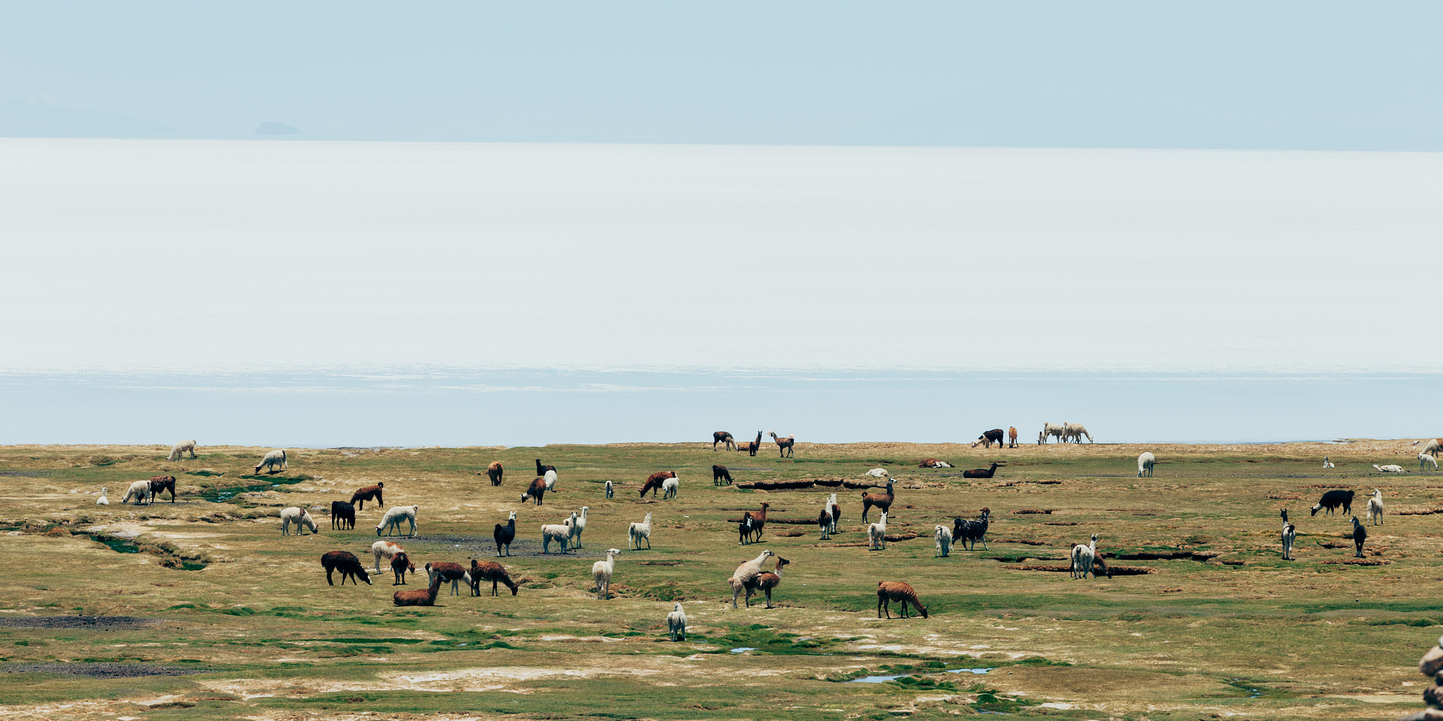 a herd of alpacas, laguna suches area, bolivia