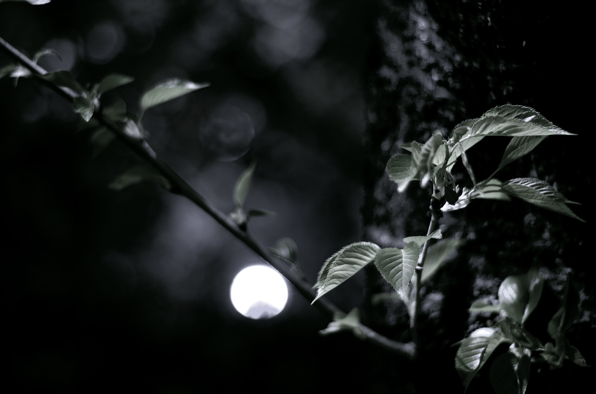 春江花月夜赏析：诗中有画，画中有诗的绝美意境