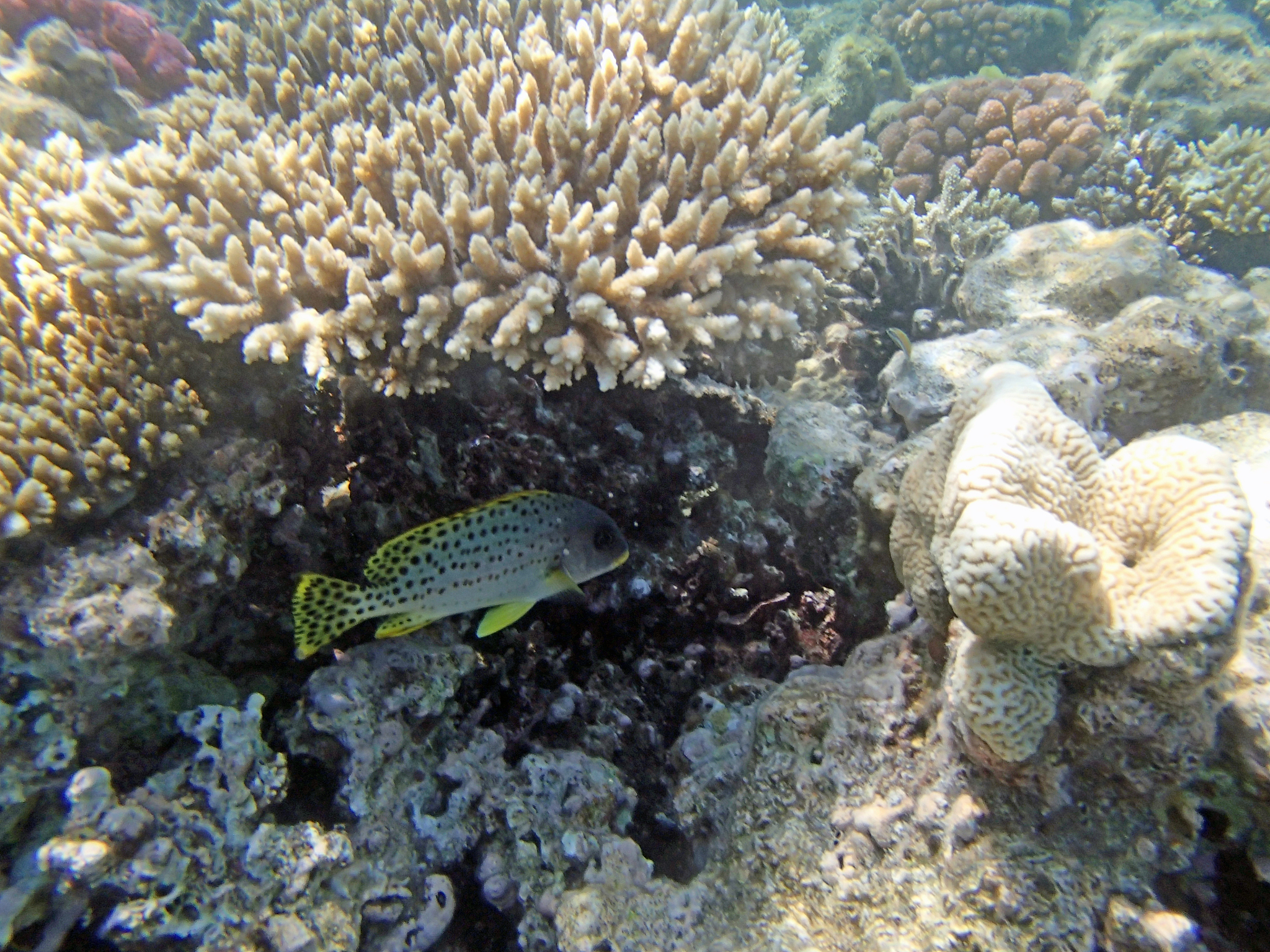 snorkeling in the red sea