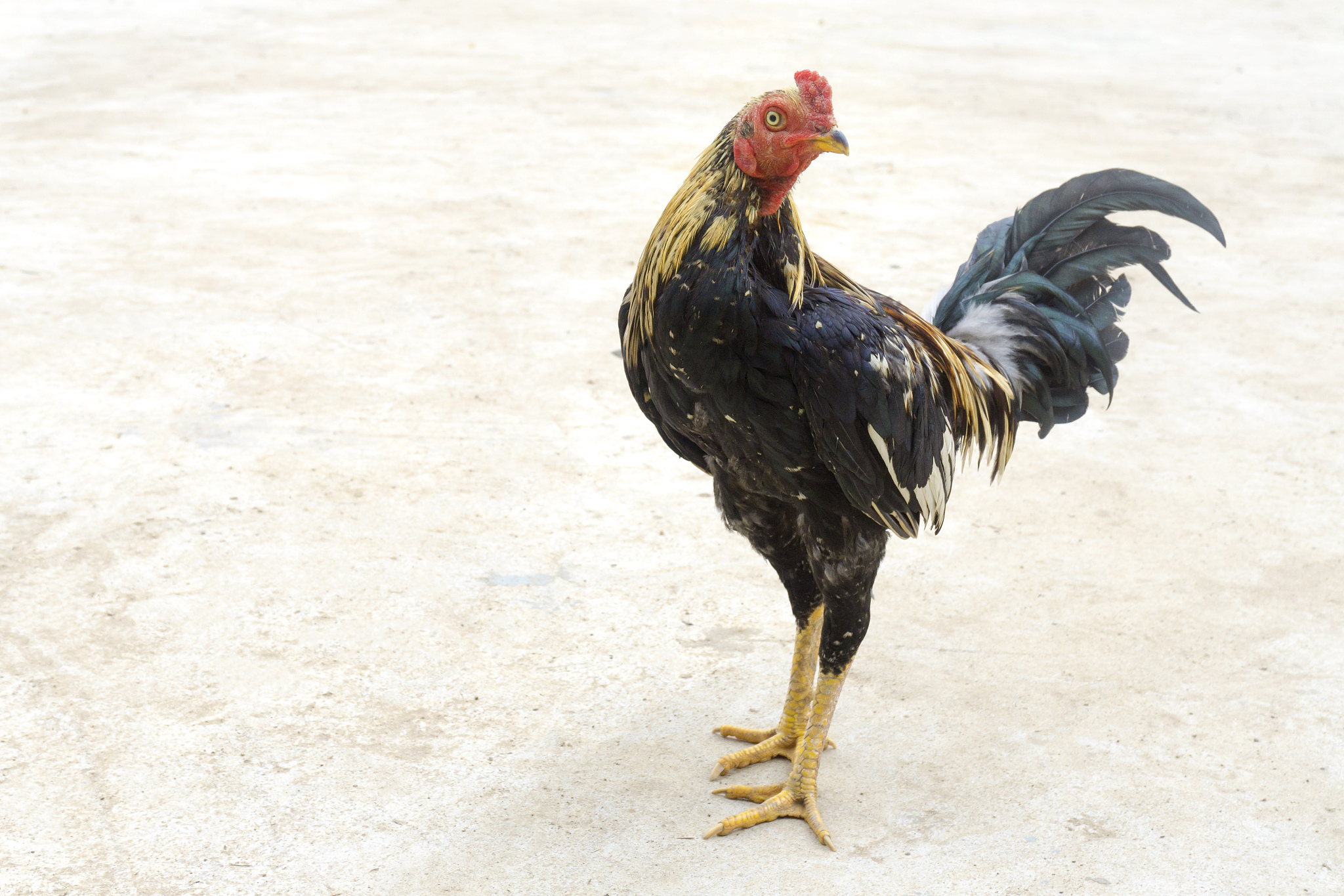 black cockerel face healthy red on the floor, chickens are looki