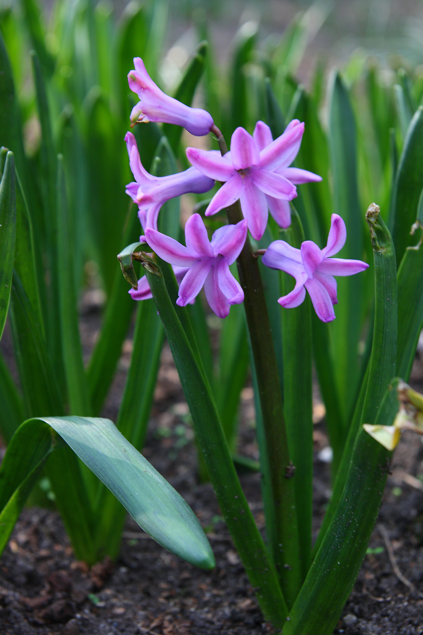 flowers in the spring garden