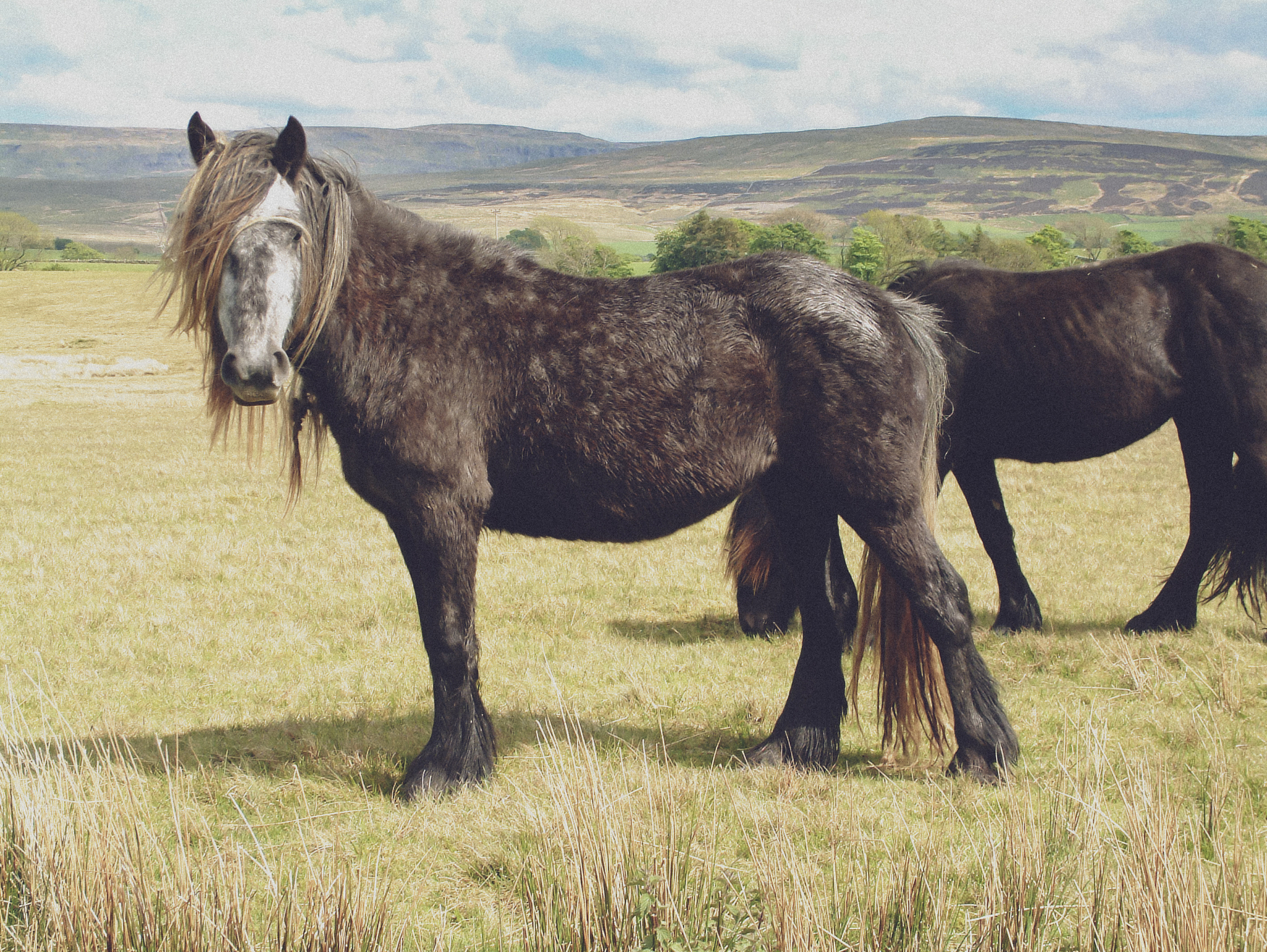 wild hill pony in cumbria uk