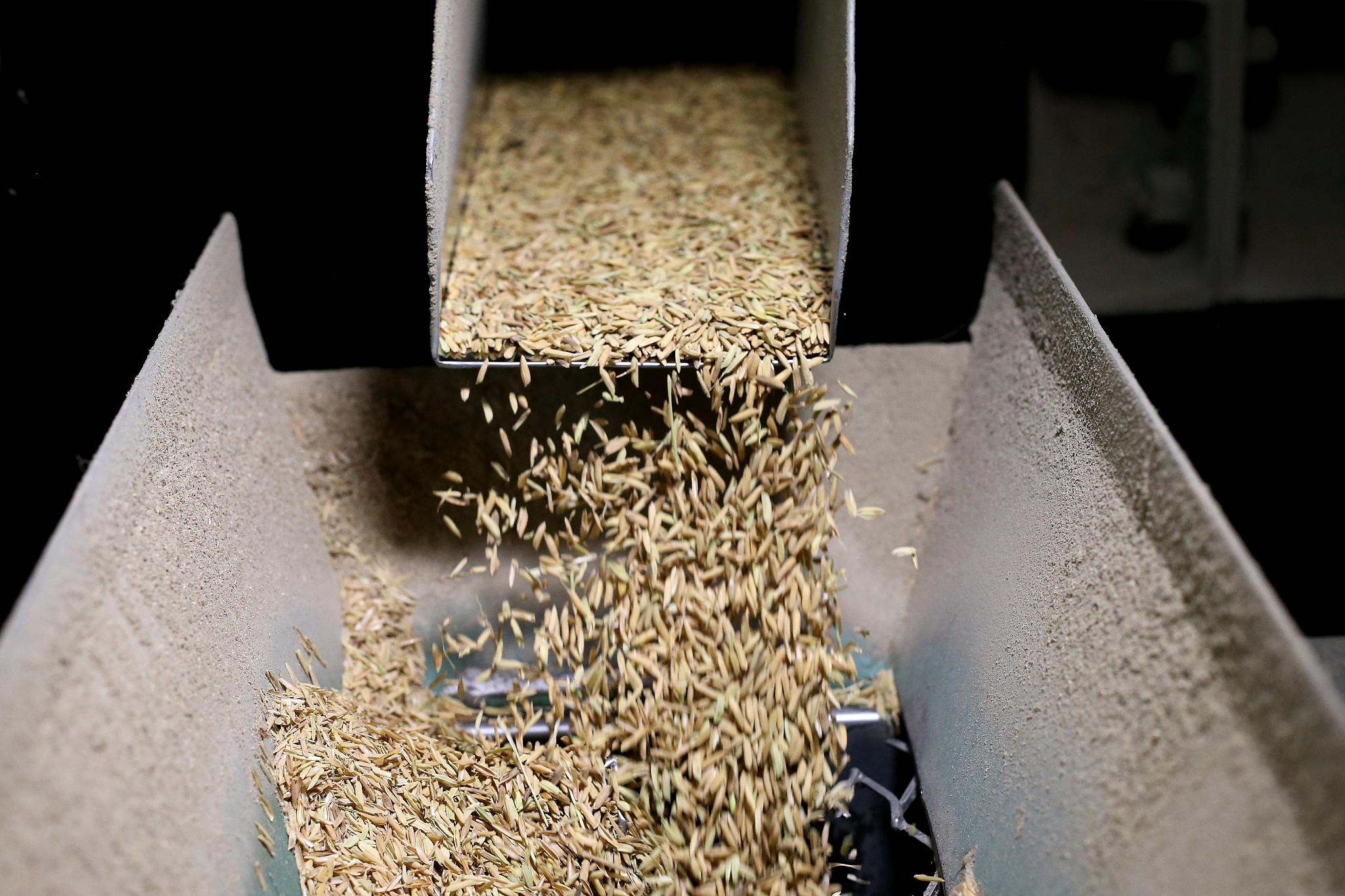 Hybrid Rice in English: What is '杂交水稻'?