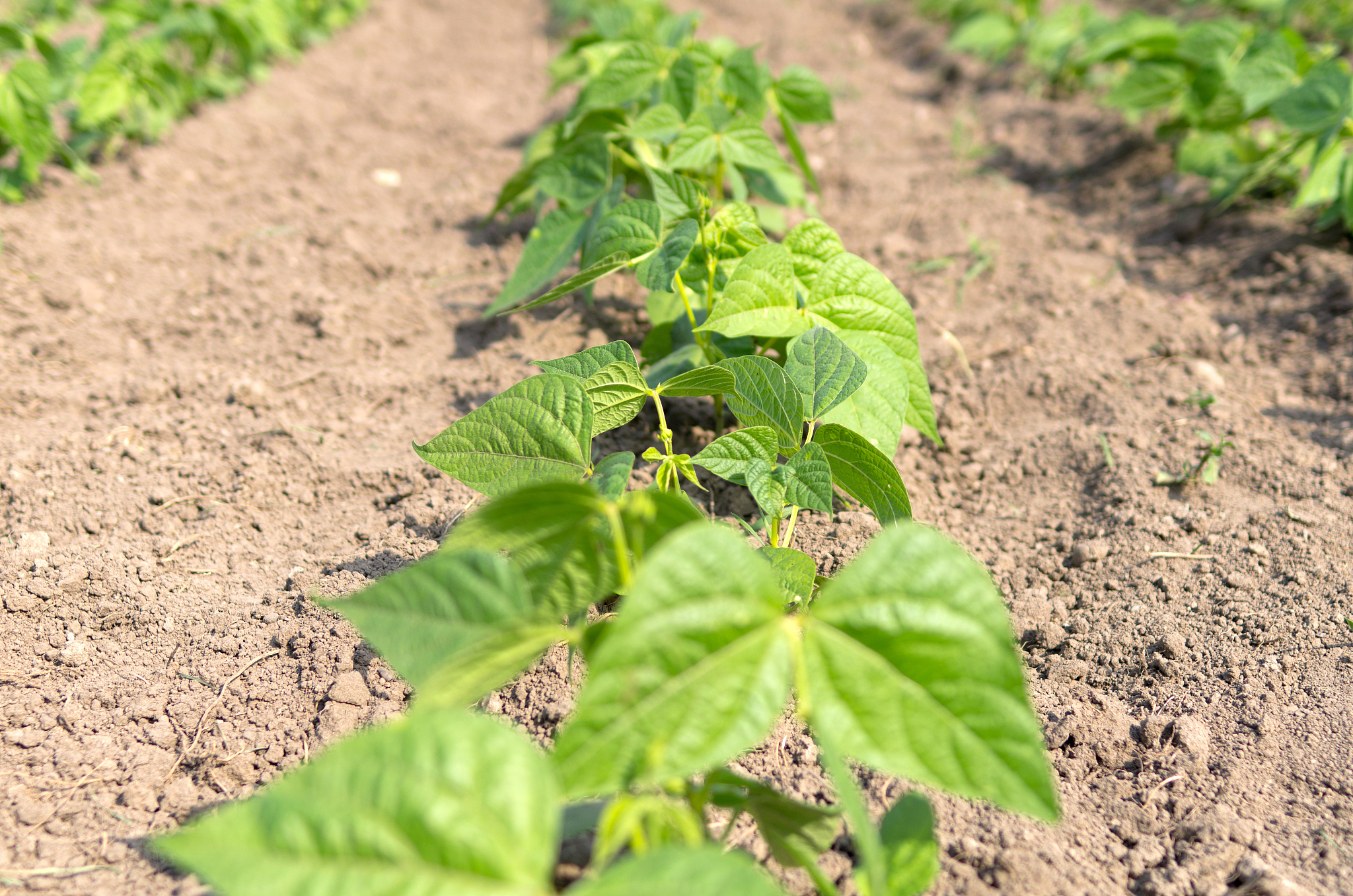beans in vegetable garden
