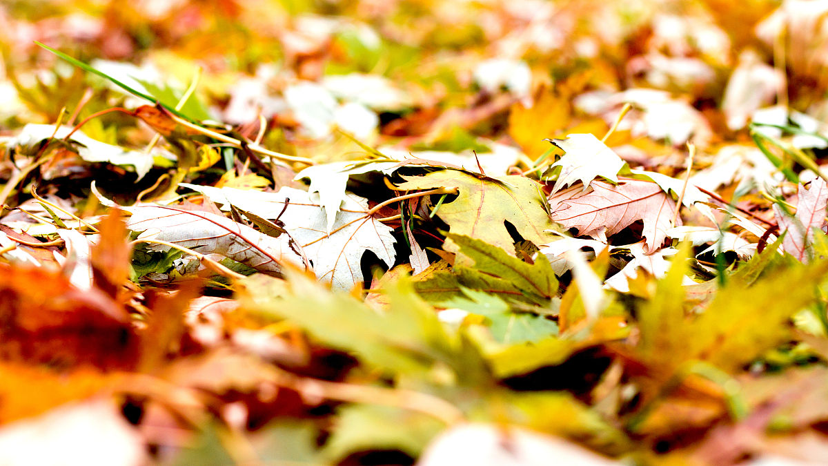 秋天的风 写一篇300字小学作文